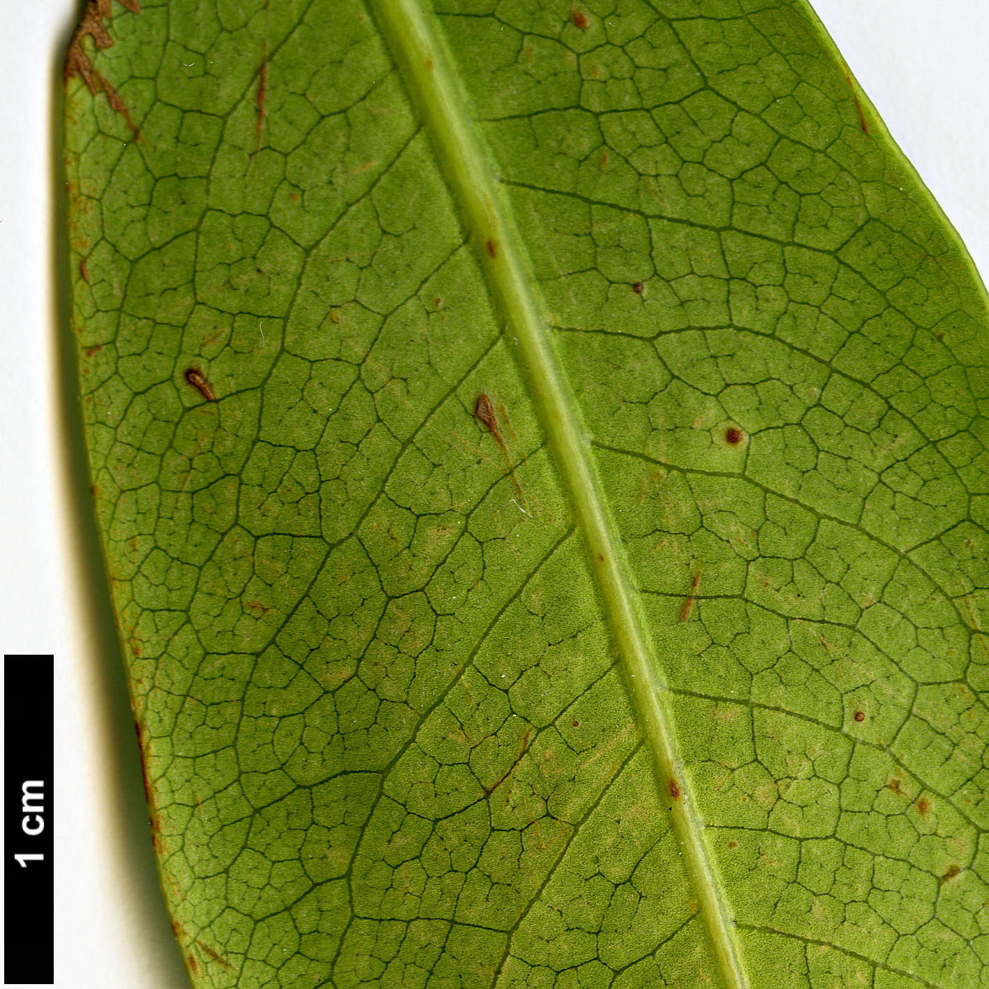 High resolution image: Family: Pittosporaceae - Genus: Pittosporum - Taxon: coriaceum