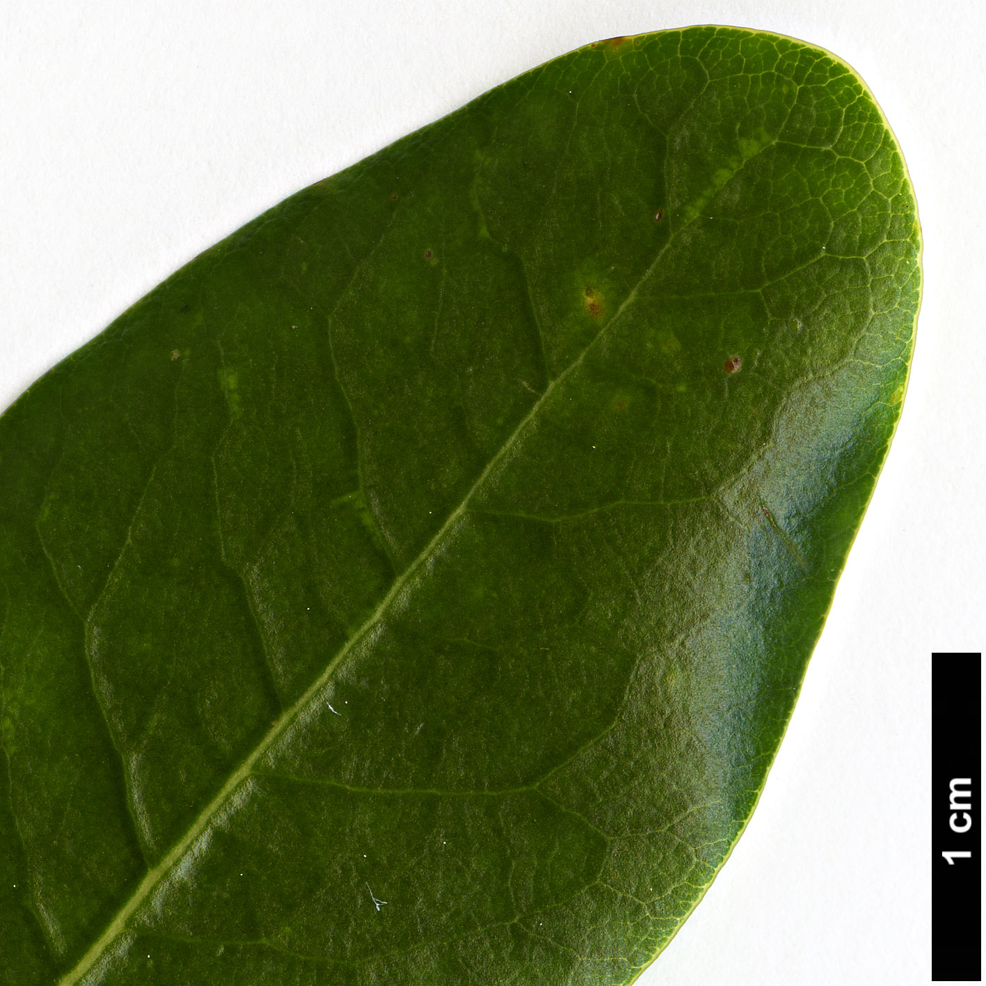 High resolution image: Family: Pittosporaceae - Genus: Pittosporum - Taxon: coriaceum