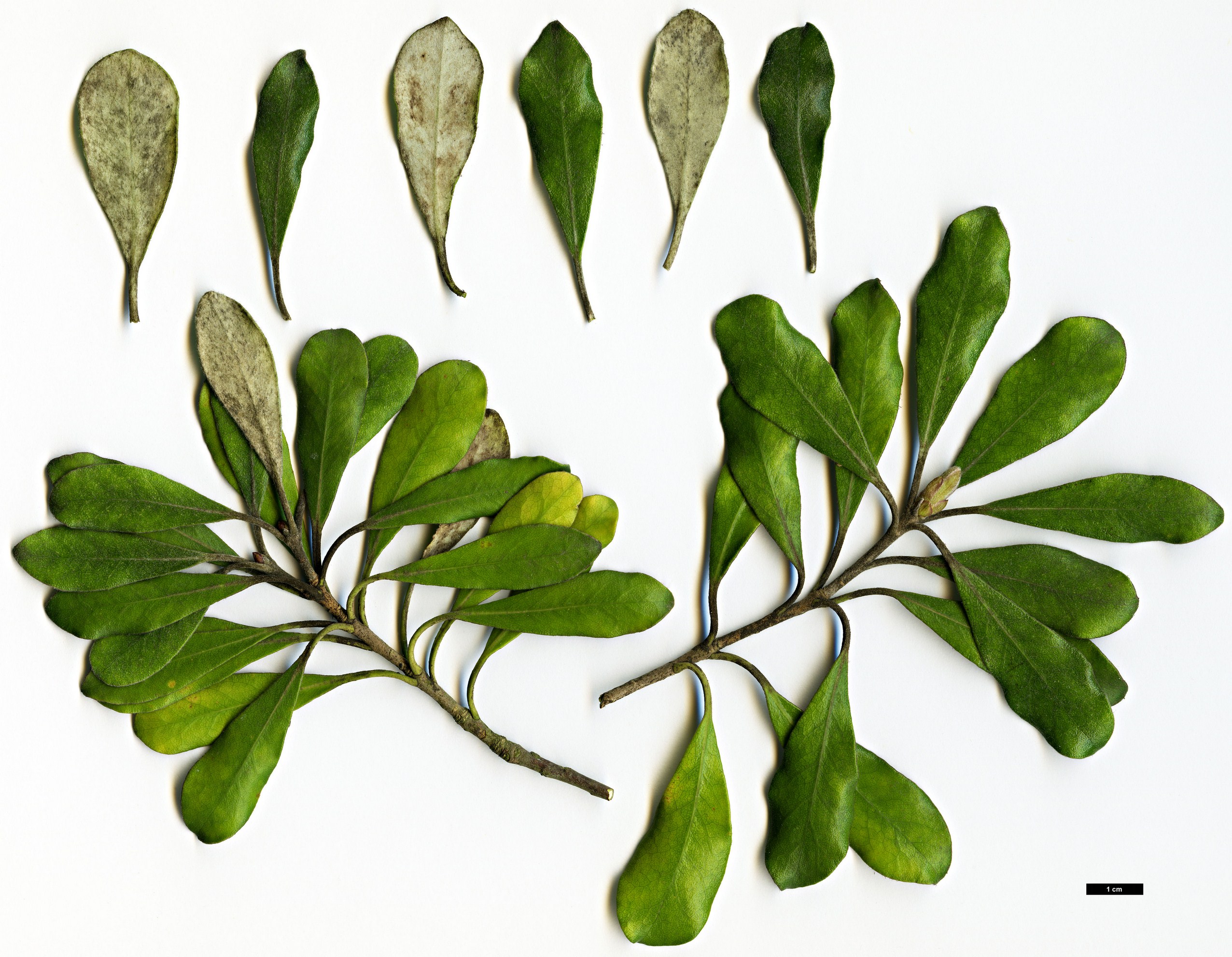 High resolution image: Family: Pittosporaceae - Genus: Pittosporum - Taxon: crassifolium