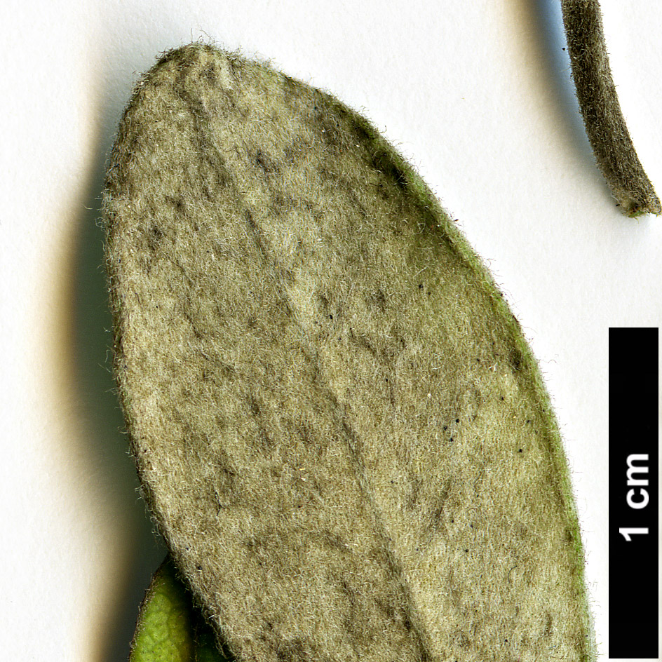 High resolution image: Family: Pittosporaceae - Genus: Pittosporum - Taxon: crassifolium