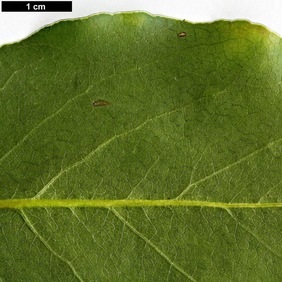 High resolution image: Family: Pittosporaceae - Genus: Pittosporum - Taxon: crispulum