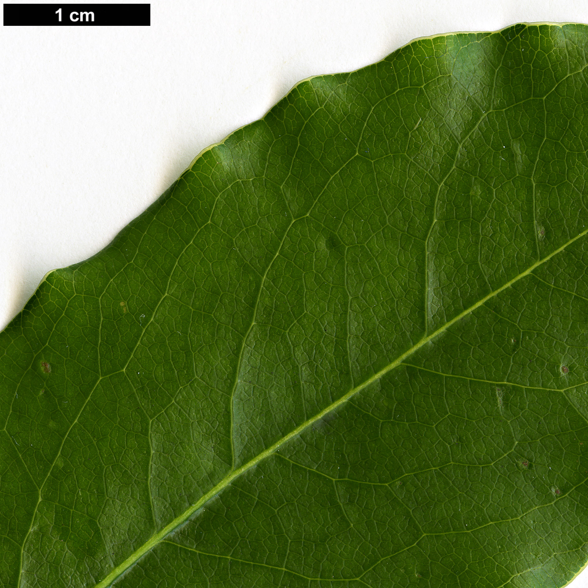 High resolution image: Family: Pittosporaceae - Genus: Pittosporum - Taxon: crispulum