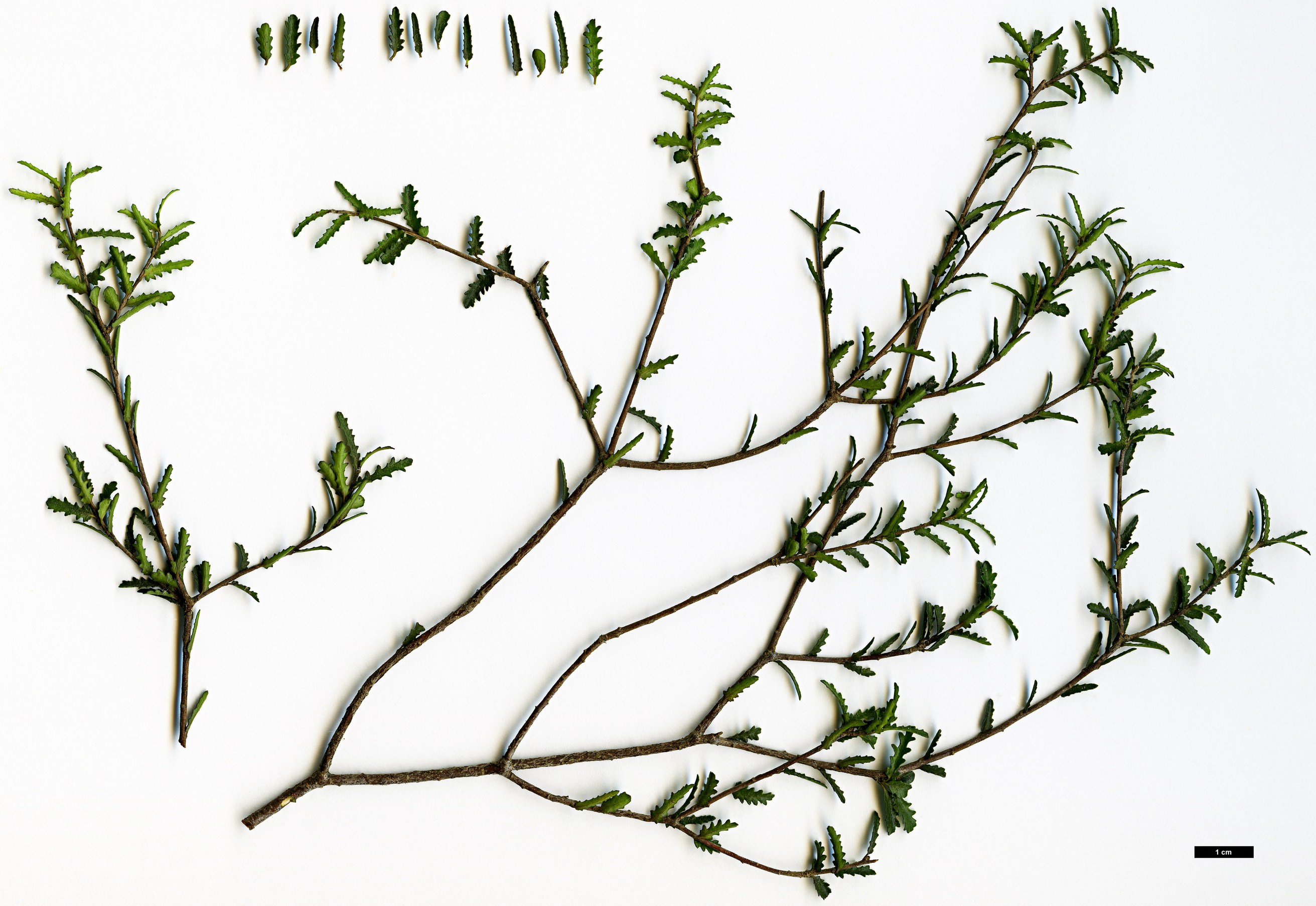 High resolution image: Family: Pittosporaceae - Genus: Pittosporum - Taxon: divaricatum