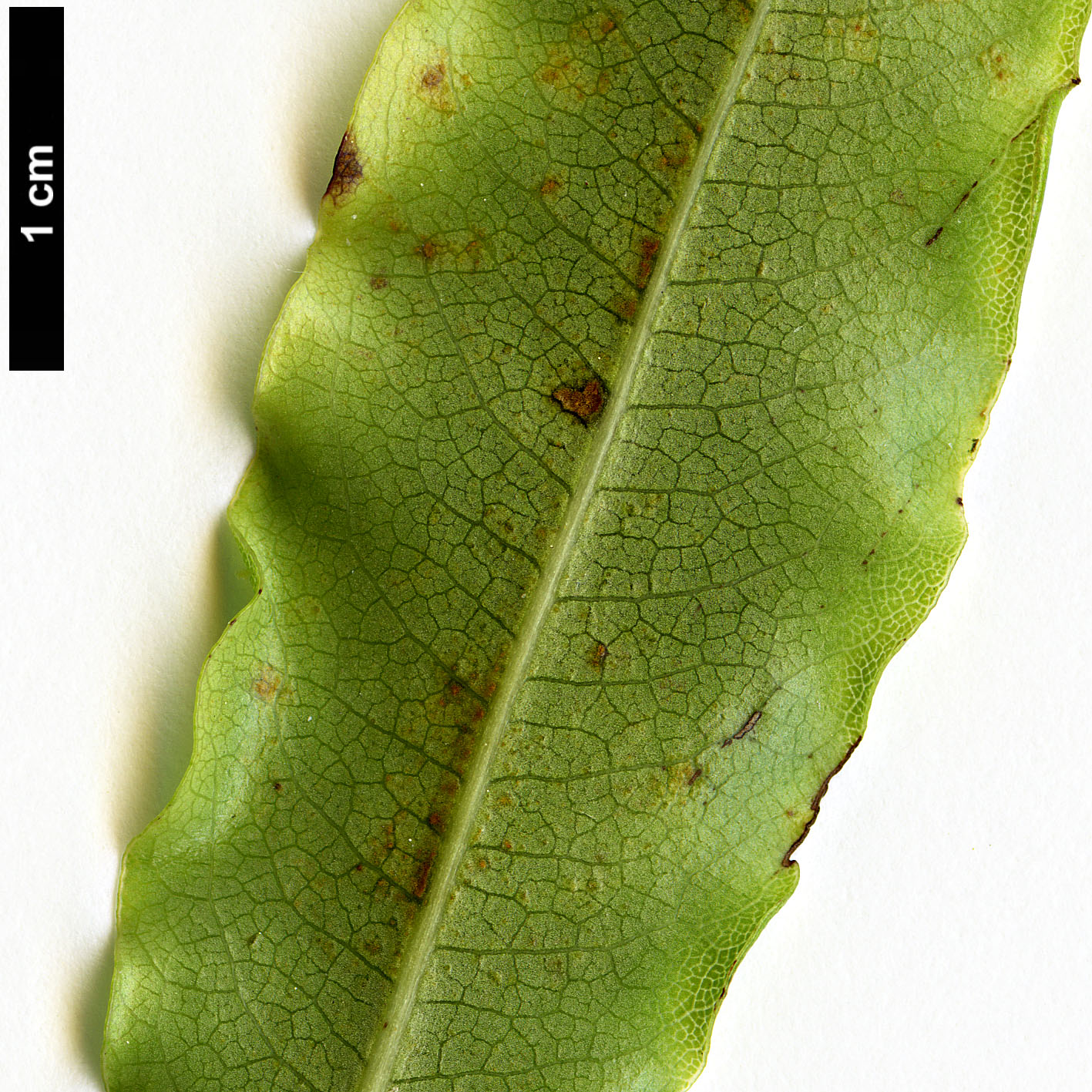 High resolution image: Family: Pittosporaceae - Genus: Pittosporum - Taxon: eugenioides