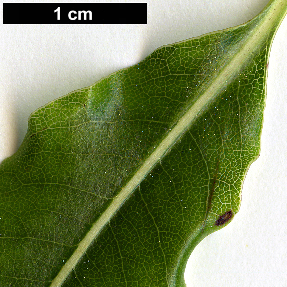High resolution image: Family: Pittosporaceae - Genus: Pittosporum - Taxon: eugenioides