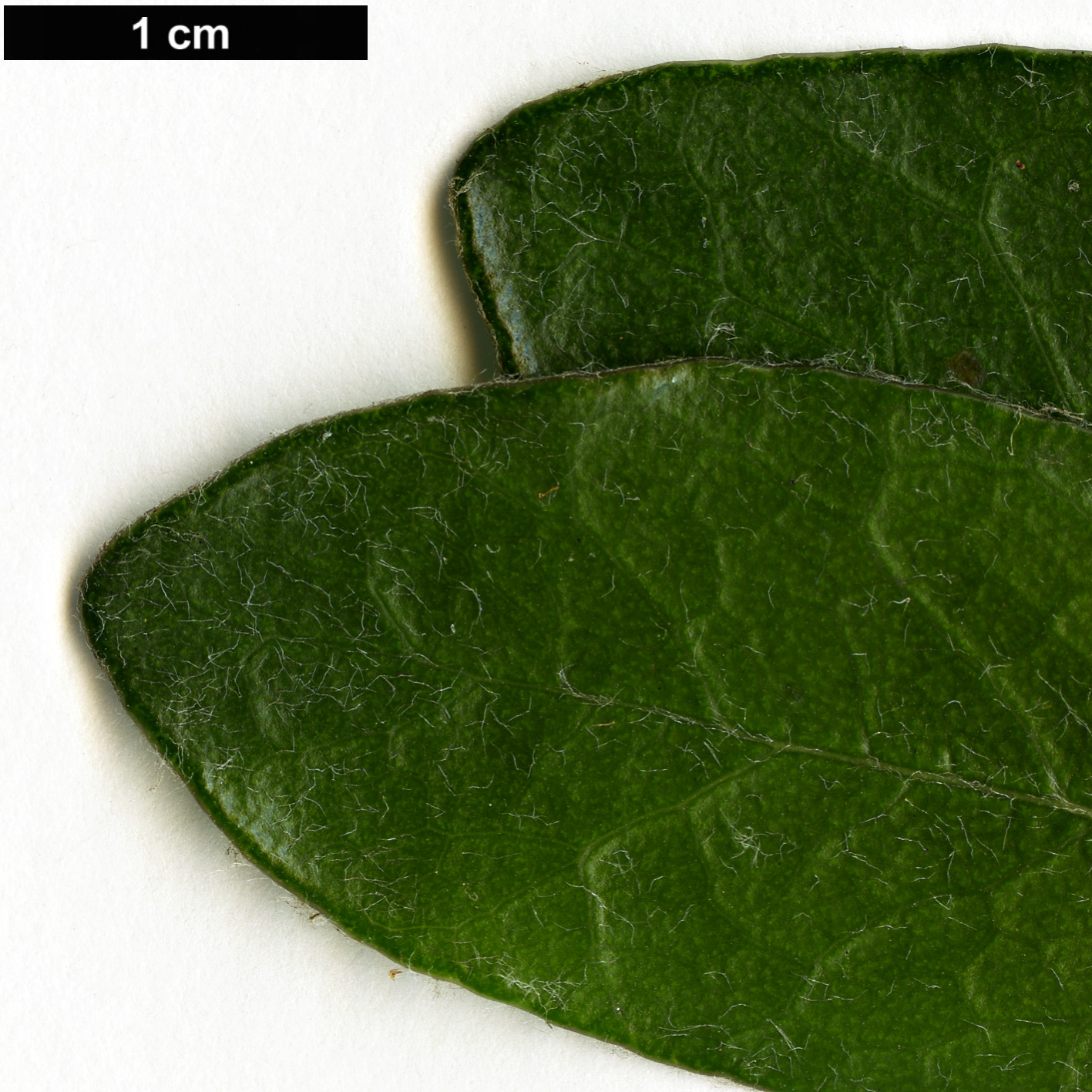 High resolution image: Family: Pittosporaceae - Genus: Pittosporum - Taxon: fairchildii