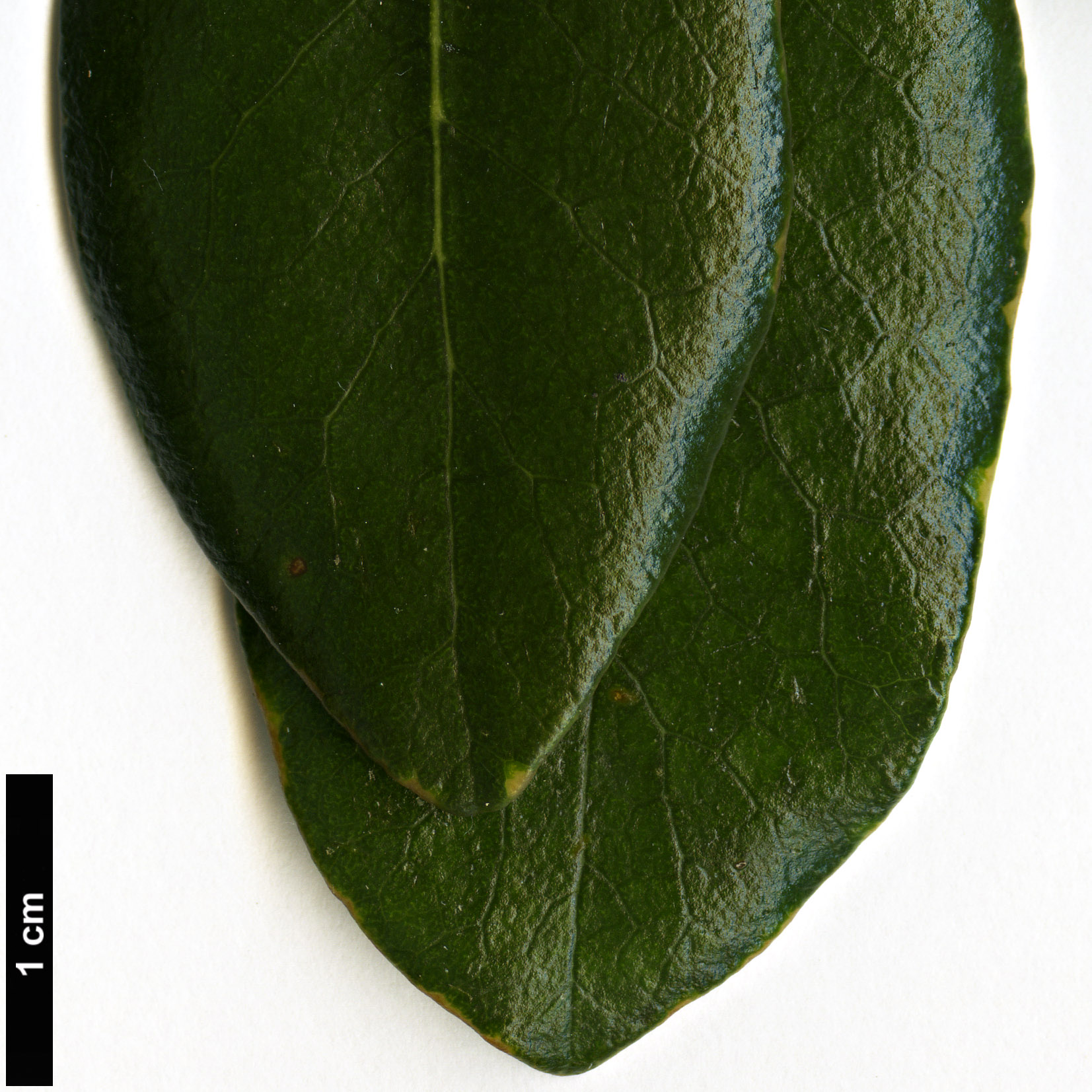 High resolution image: Family: Pittosporaceae - Genus: Pittosporum - Taxon: fairchildii