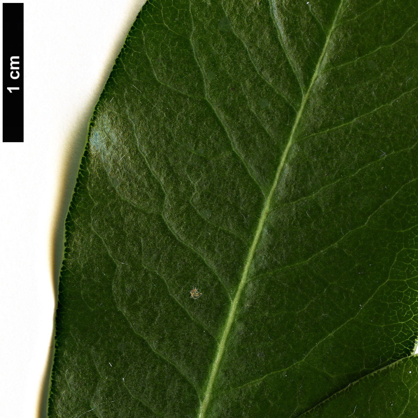 High resolution image: Family: Pittosporaceae - Genus: Pittosporum - Taxon: fasciculatum