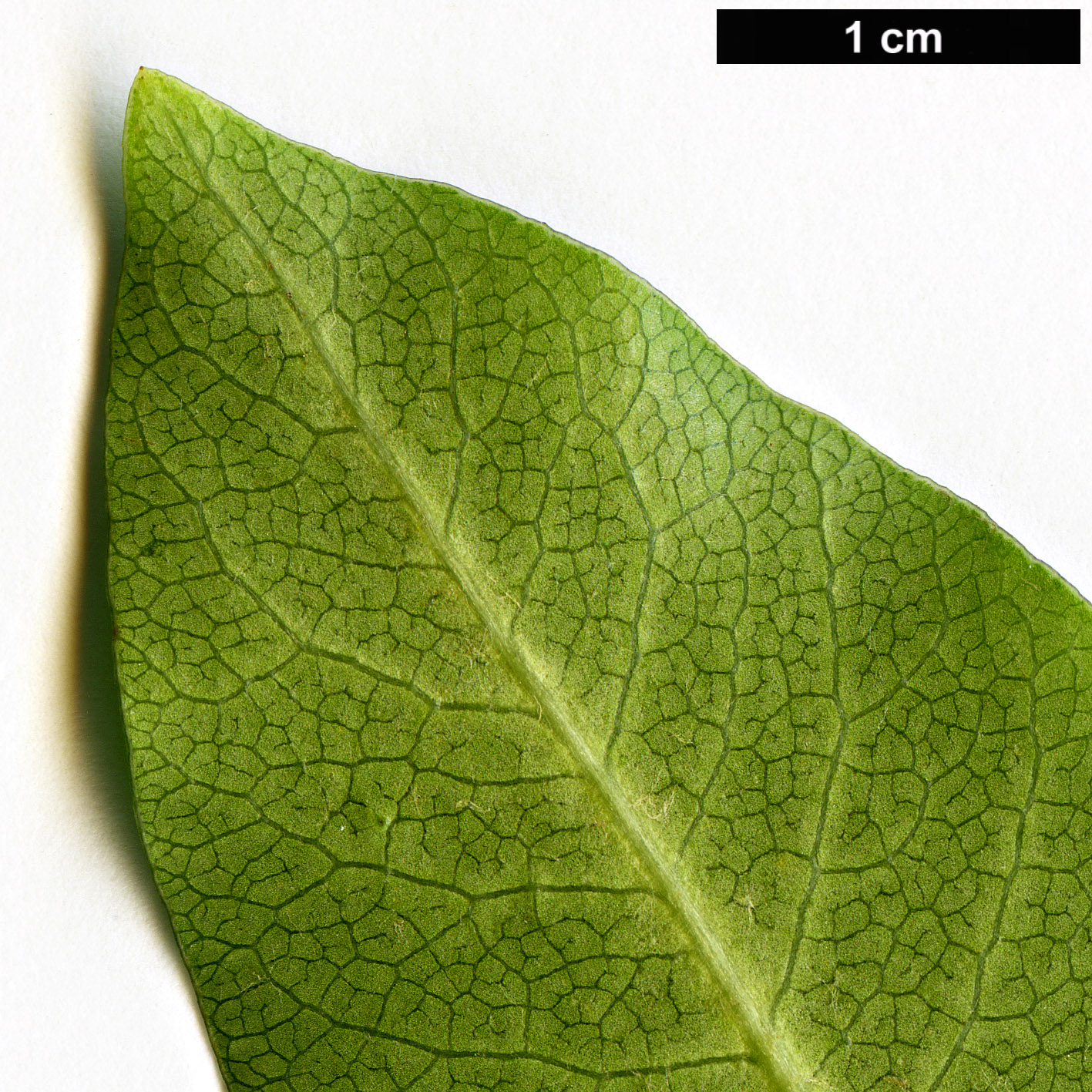 High resolution image: Family: Pittosporaceae - Genus: Pittosporum - Taxon: fasciculatum