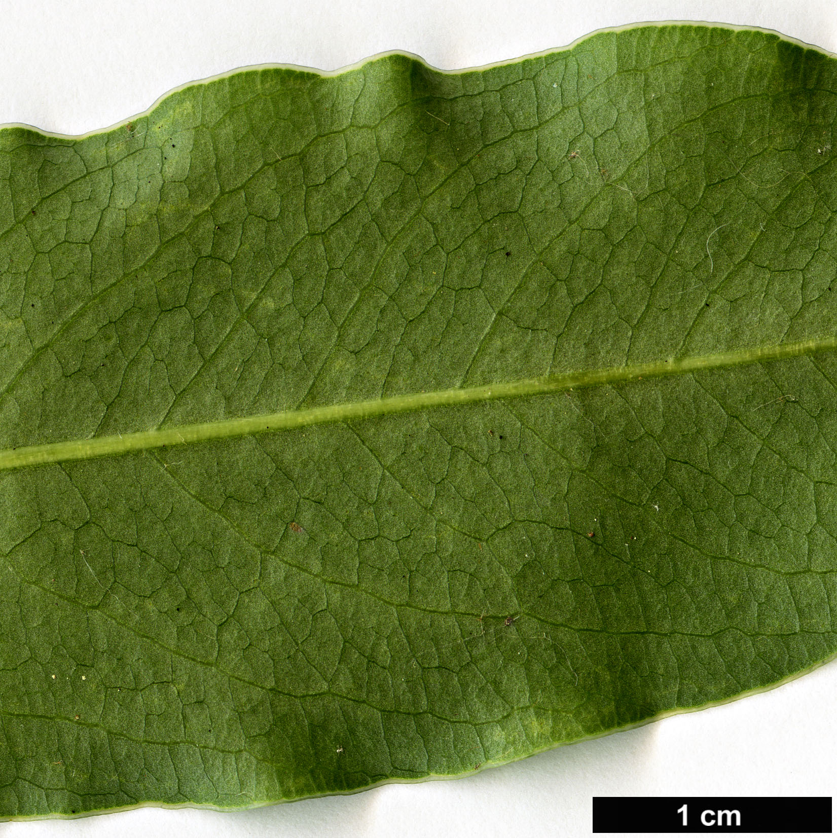 High resolution image: Family: Pittosporaceae - Genus: Pittosporum - Taxon: glabratum