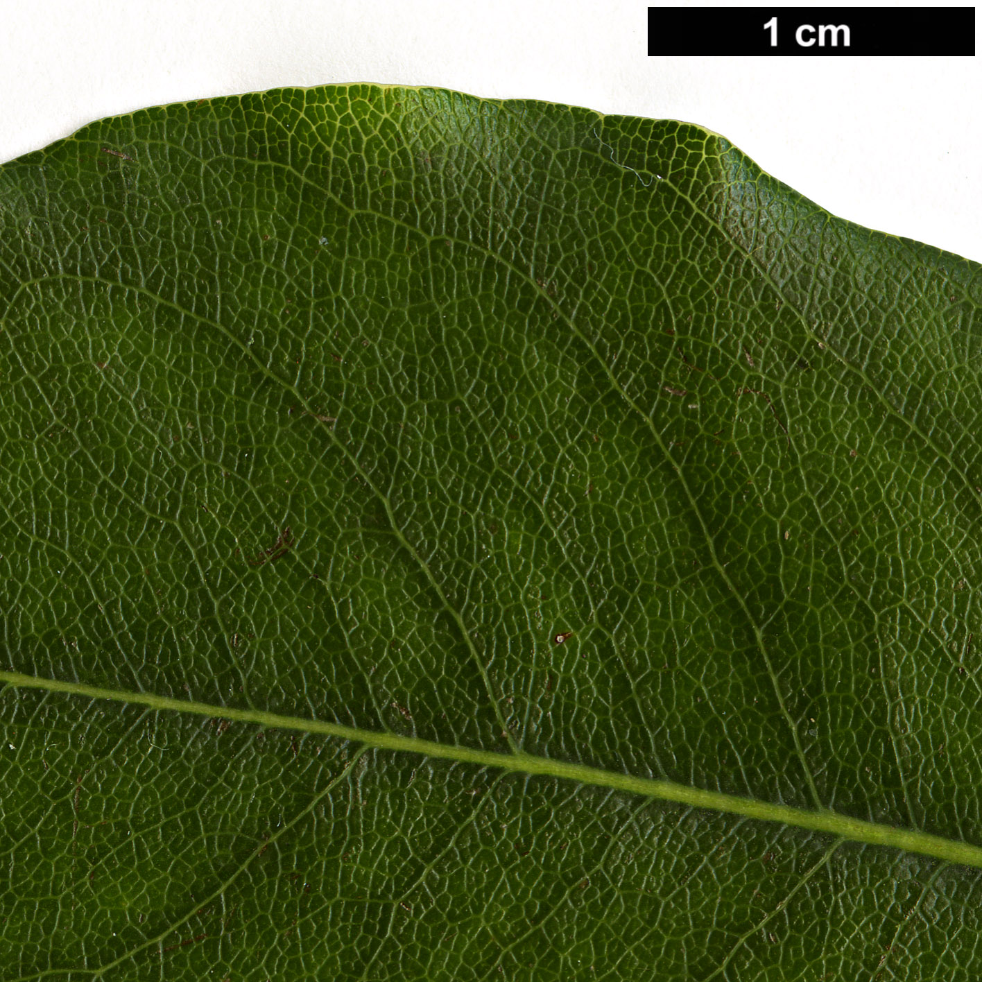 High resolution image: Family: Pittosporaceae - Genus: Pittosporum - Taxon: illicioides