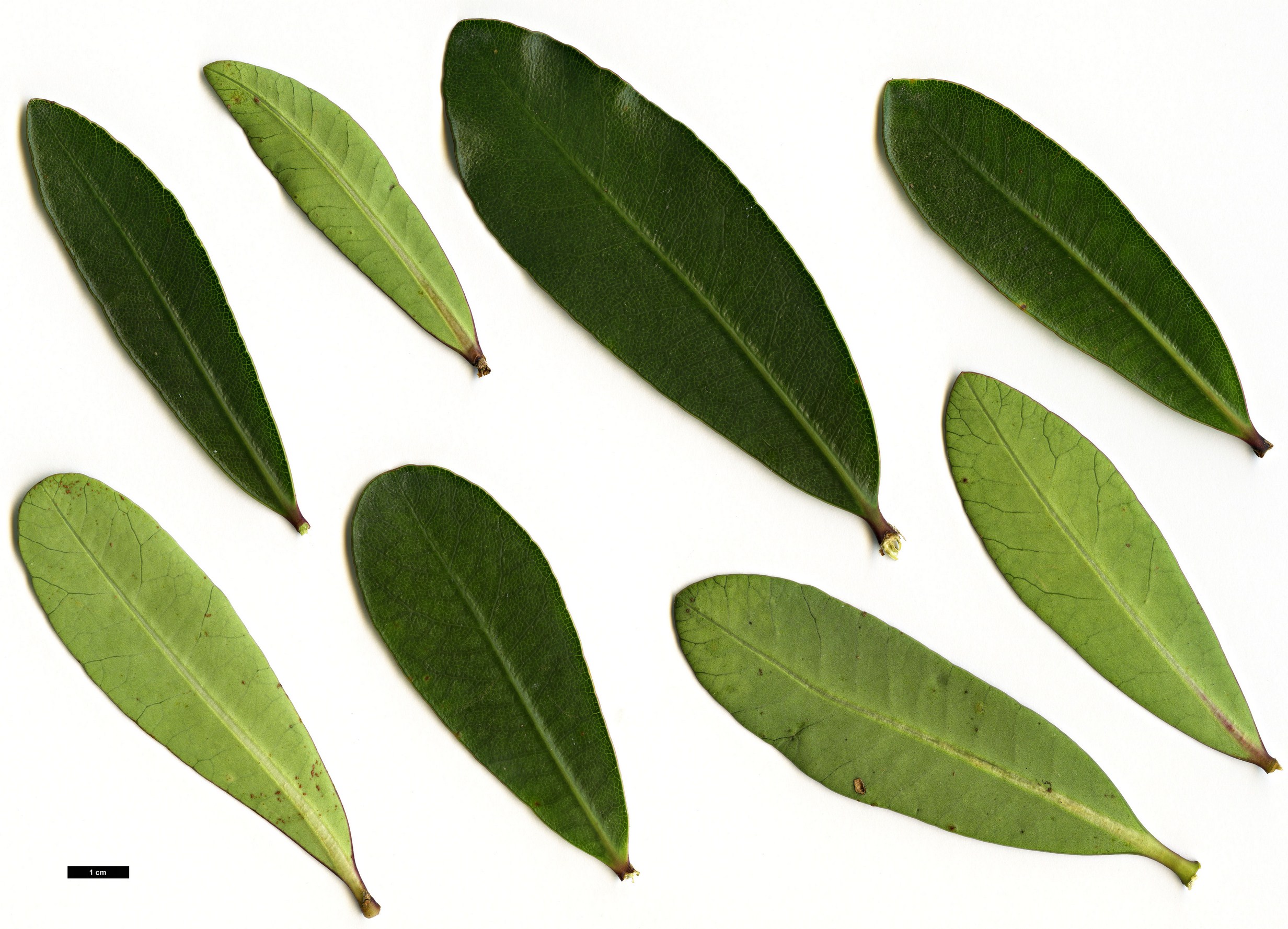 High resolution image: Family: Pittosporaceae - Genus: Pittosporum - Taxon: kirkii