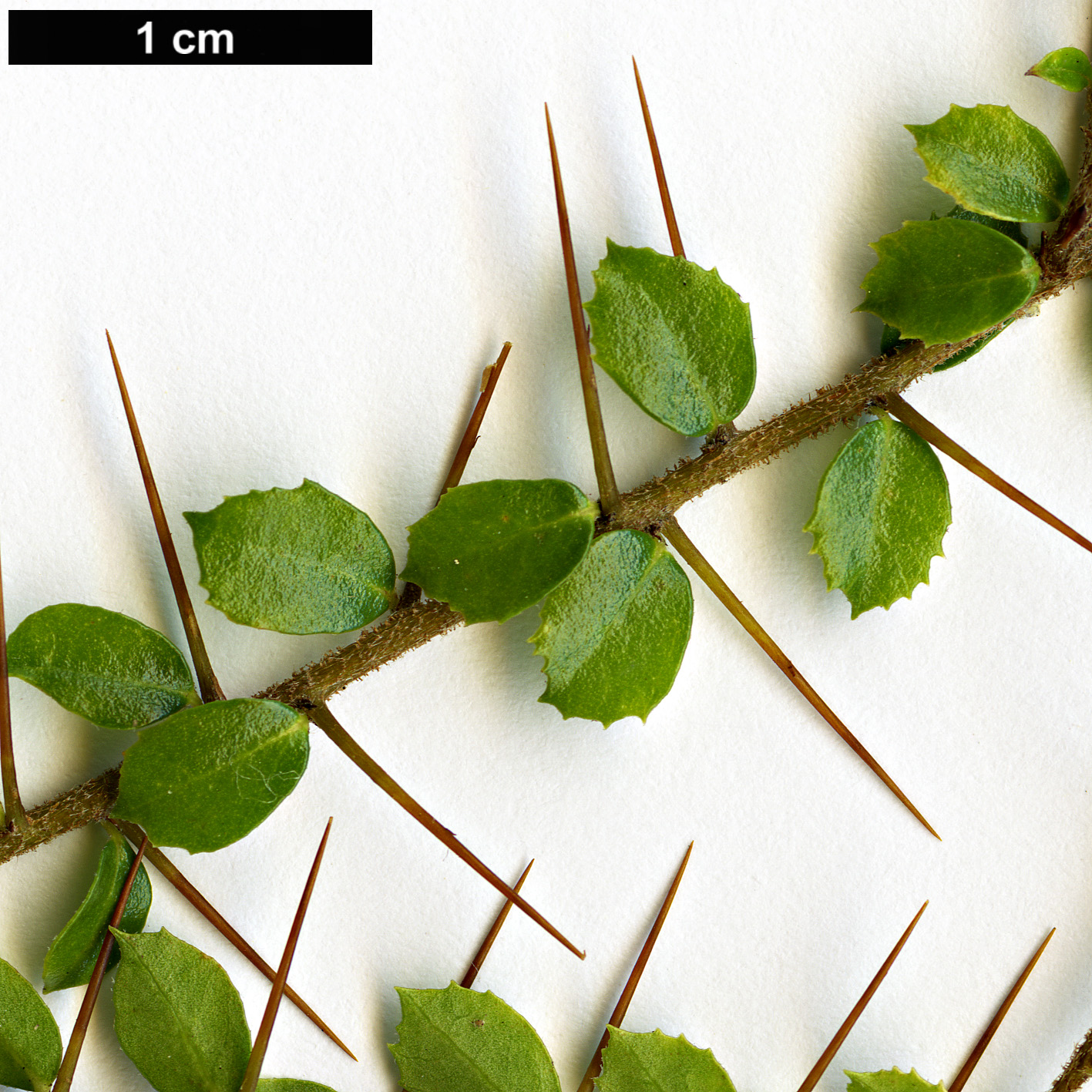 High resolution image: Family: Pittosporaceae - Genus: Pittosporum - Taxon: multiflorum