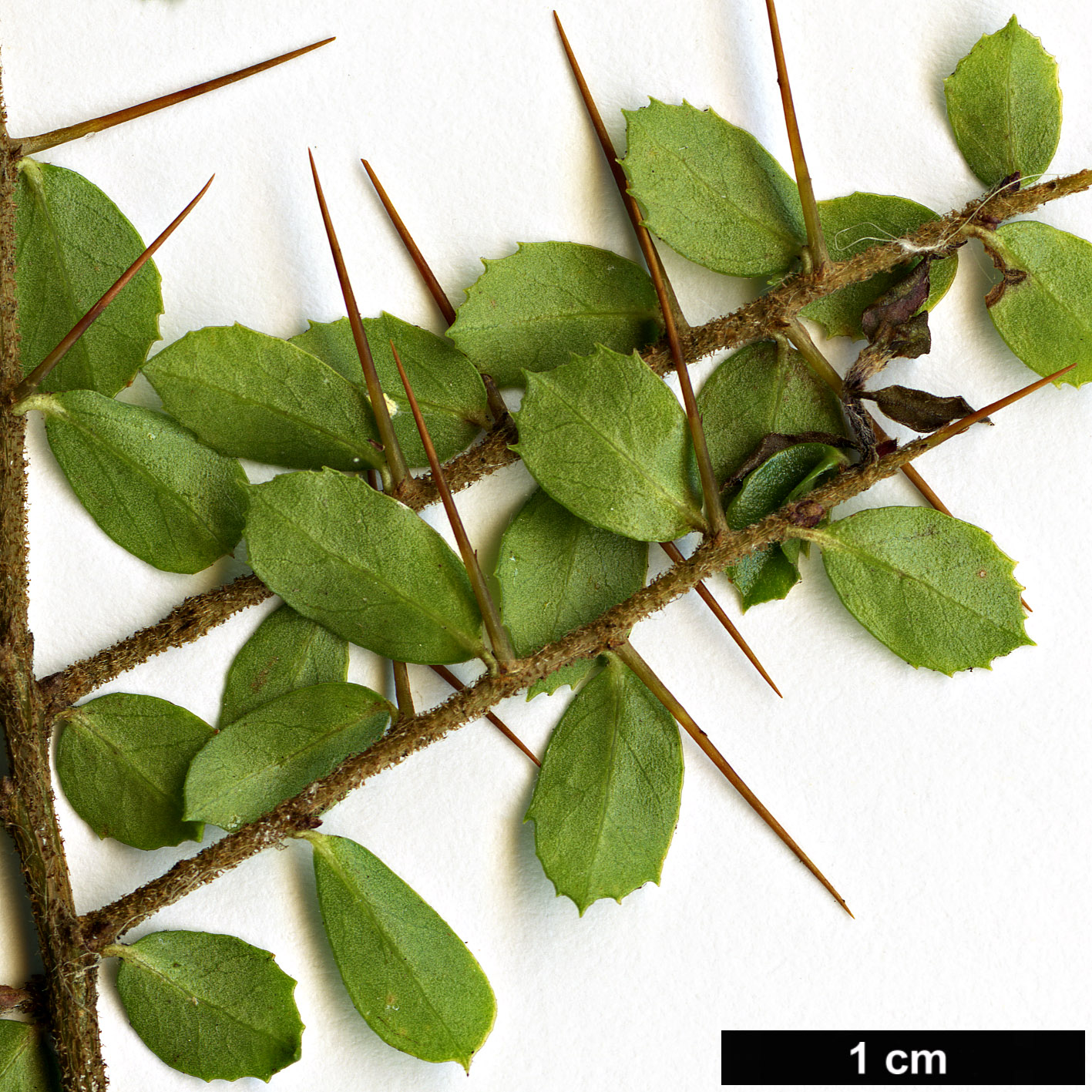 High resolution image: Family: Pittosporaceae - Genus: Pittosporum - Taxon: multiflorum