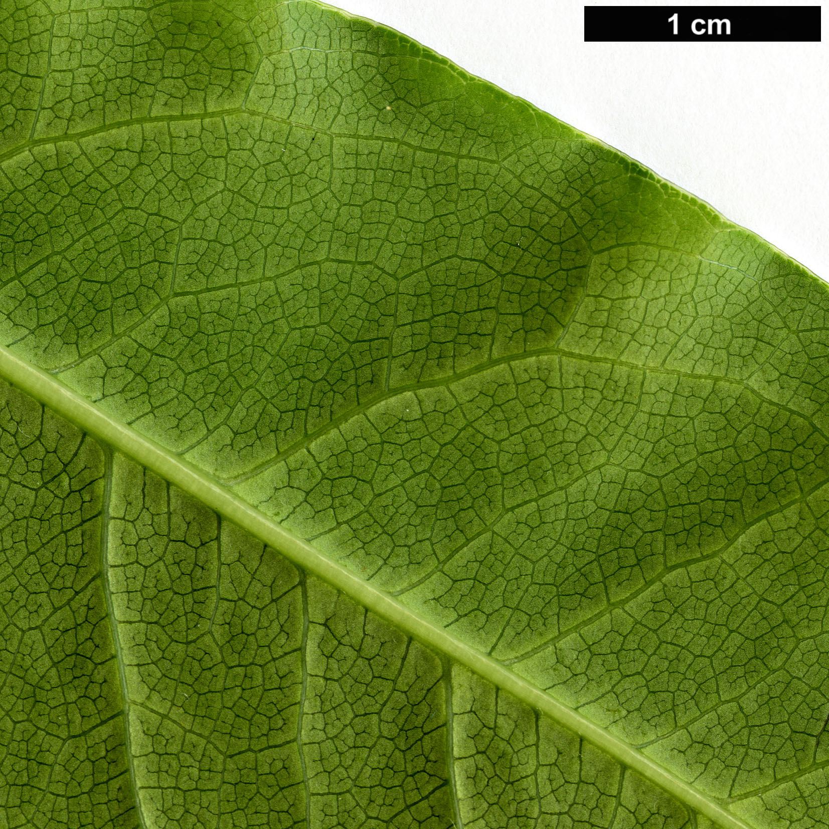 High resolution image: Family: Pittosporaceae - Genus: Pittosporum - Taxon: napaulense