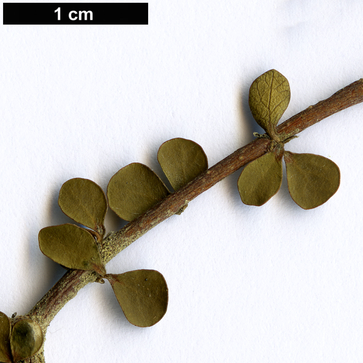 High resolution image: Family: Pittosporaceae - Genus: Pittosporum - Taxon: obcordatum
