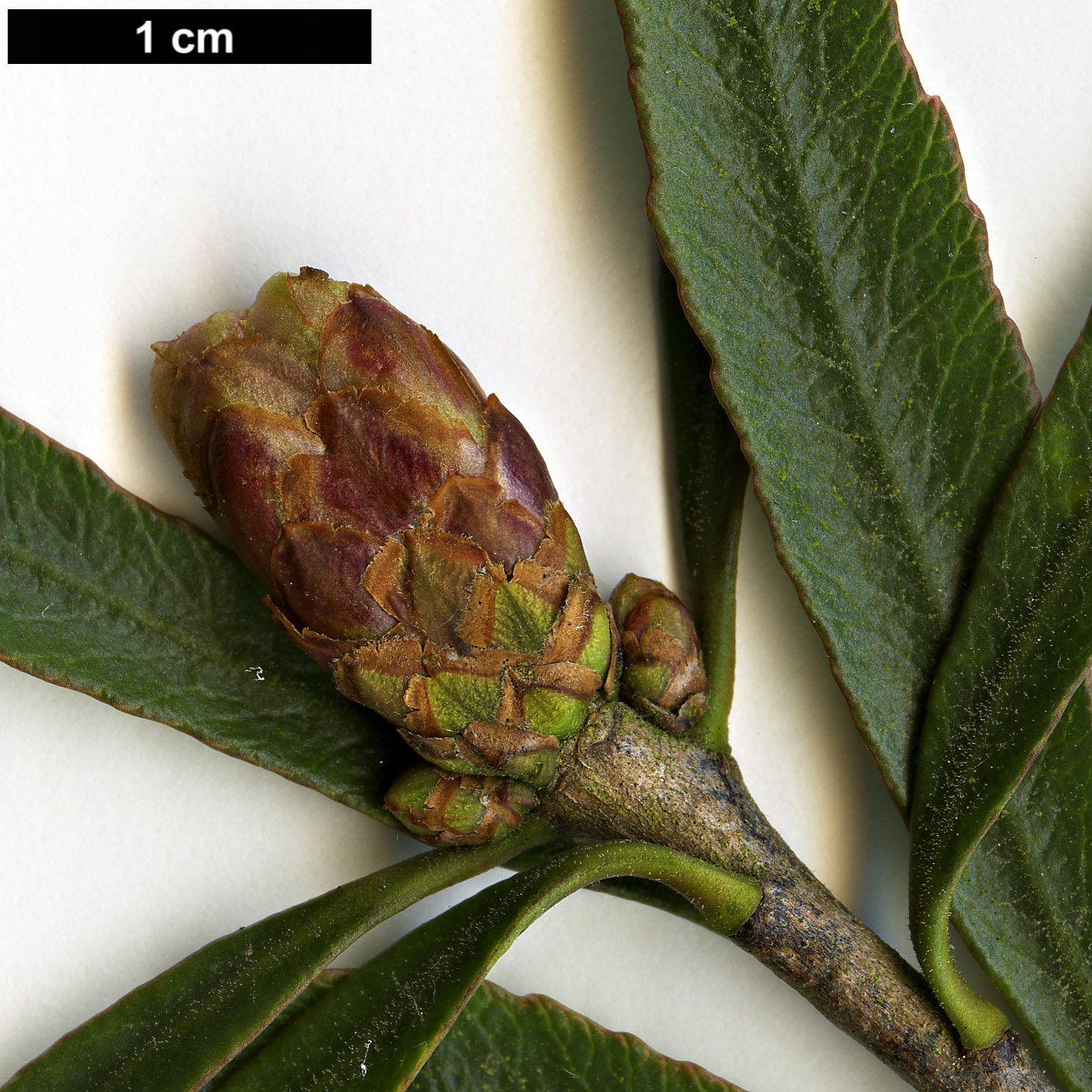High resolution image: Family: Pittosporaceae - Genus: Pittosporum - Taxon: patulum