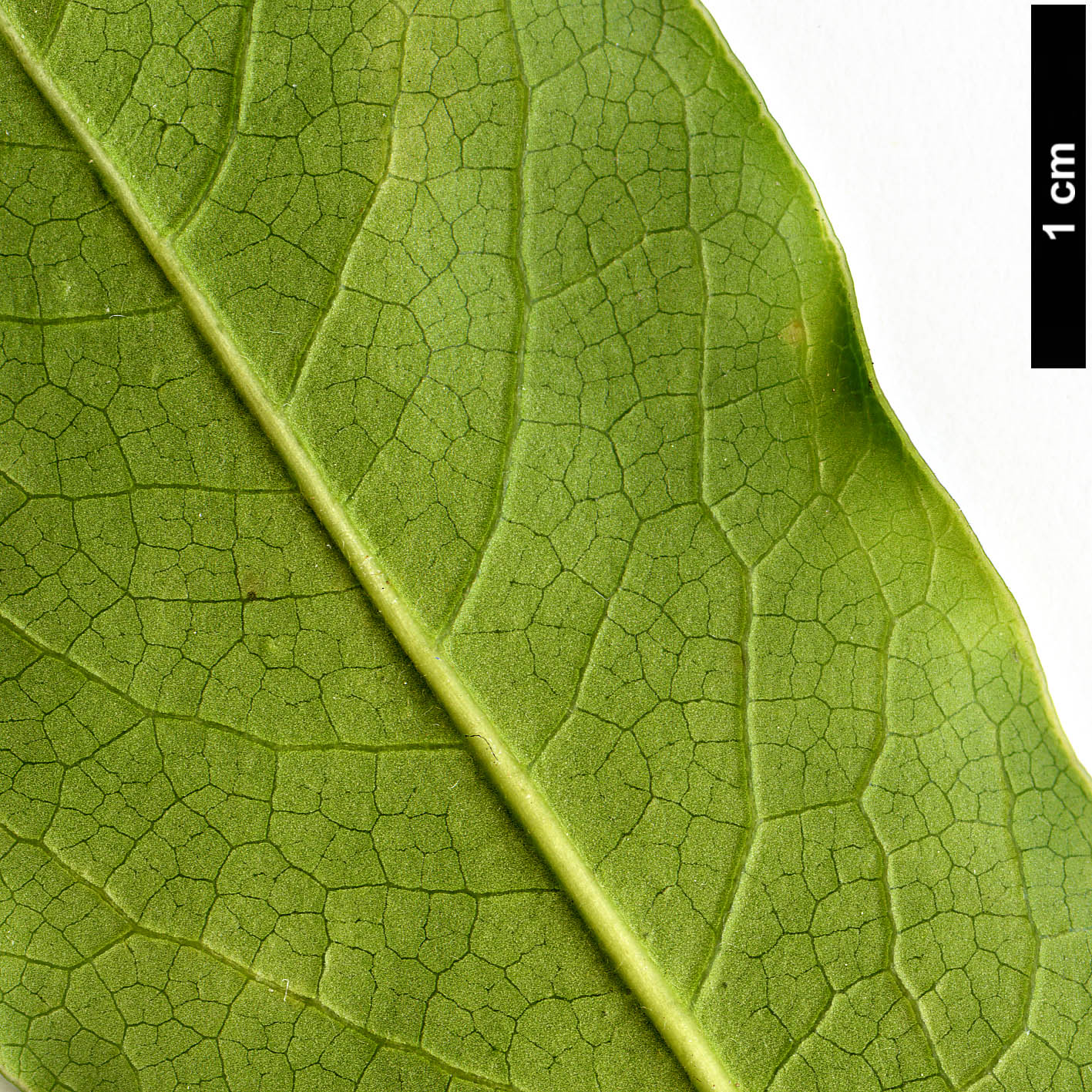 High resolution image: Family: Pittosporaceae - Genus: Pittosporum - Taxon: procerum
