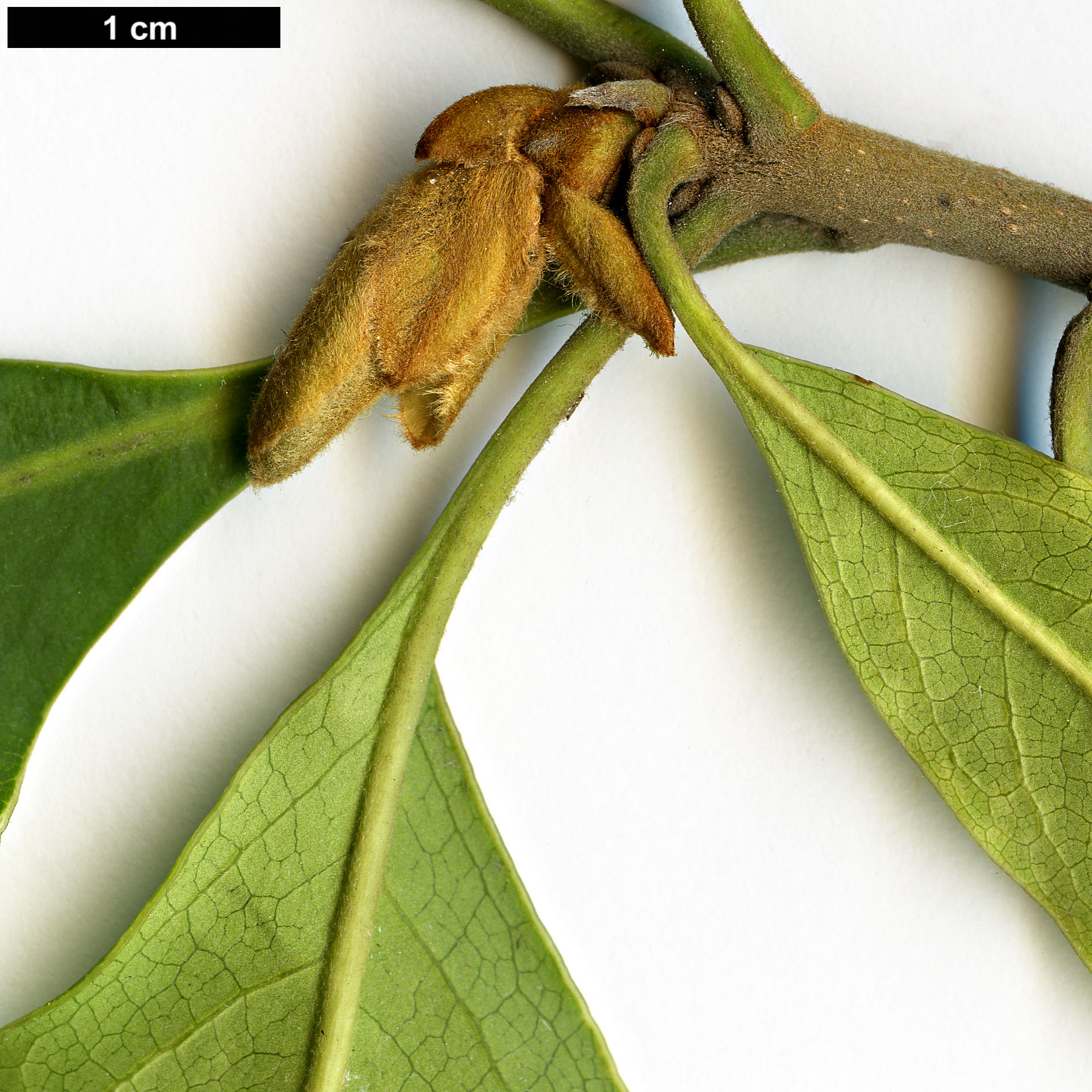 High resolution image: Family: Pittosporaceae - Genus: Pittosporum - Taxon: procerum