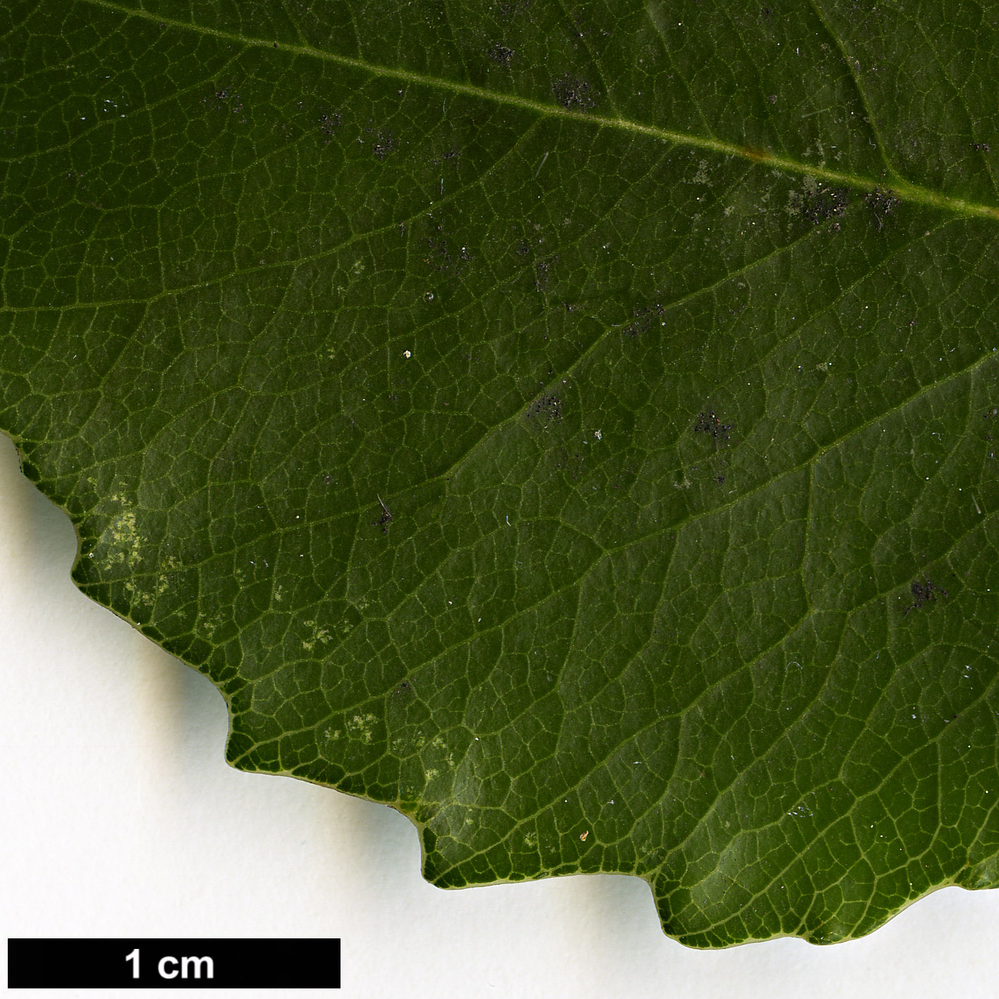 High resolution image: Family: Pittosporaceae - Genus: Pittosporum - Taxon: rhombifolium