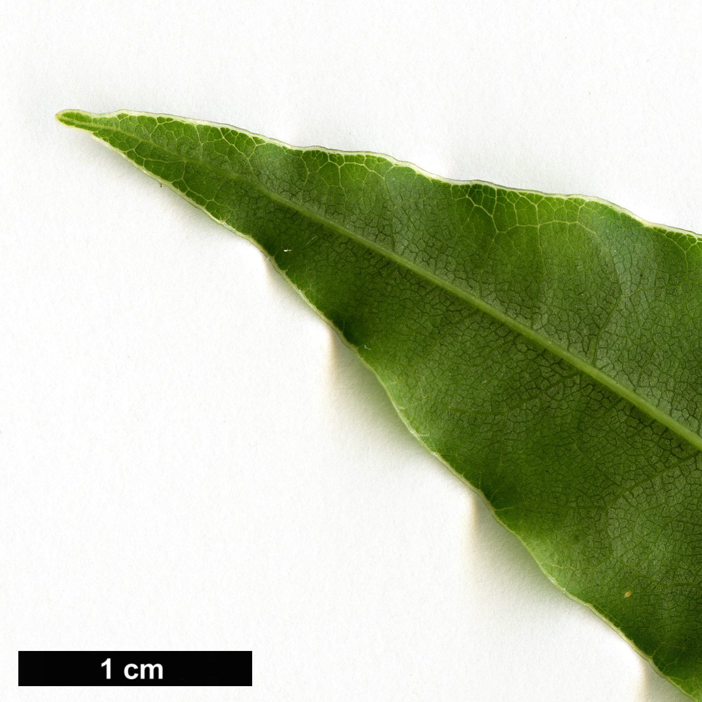 High resolution image: Family: Pittosporaceae - Genus: Pittosporum - Taxon: senacia