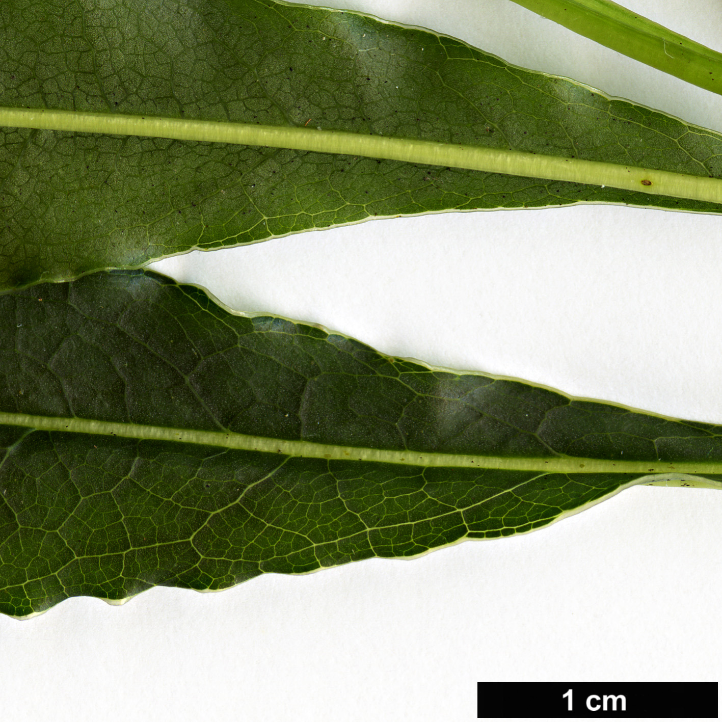 High resolution image: Family: Pittosporaceae - Genus: Pittosporum - Taxon: senacia