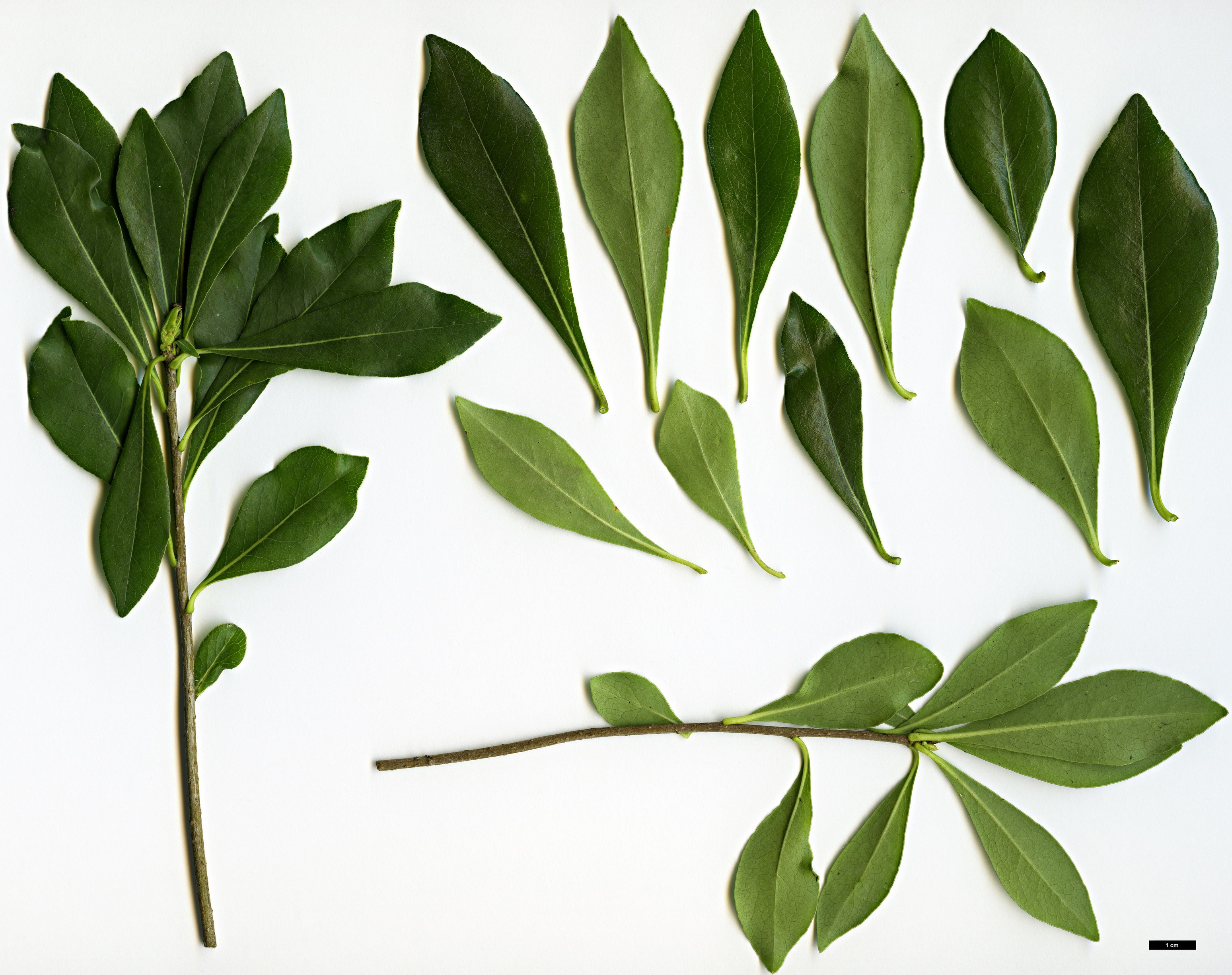 High resolution image: Family: Pittosporaceae - Genus: Pittosporum - Taxon: truncatum