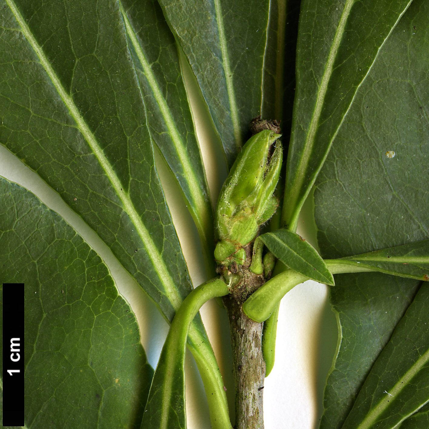 High resolution image: Family: Pittosporaceae - Genus: Pittosporum - Taxon: truncatum