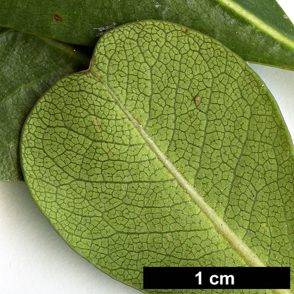 High resolution image: Family: Pittosporaceae - Genus: Pittosporum - Taxon: viridiflorum