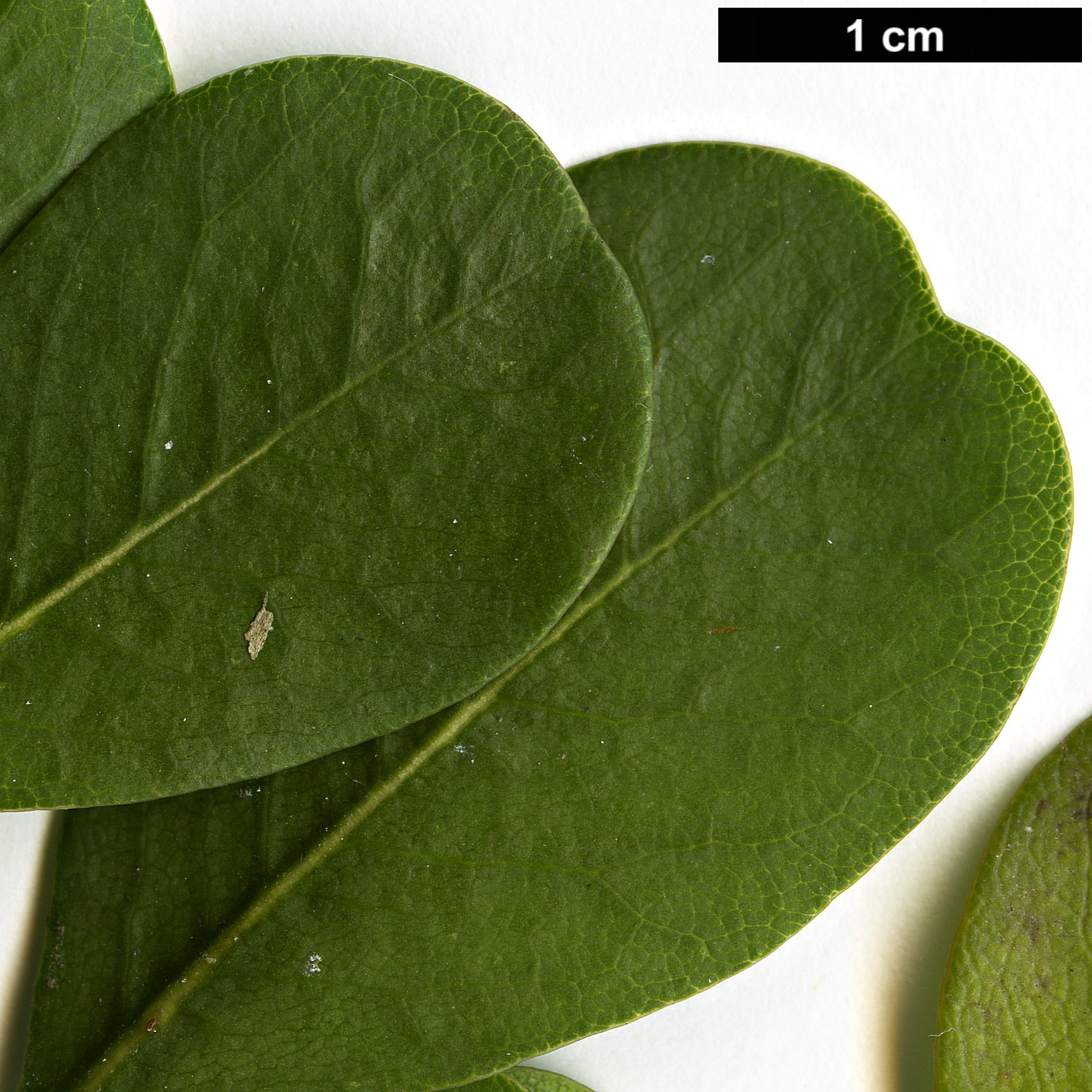 High resolution image: Family: Pittosporaceae - Genus: Pittosporum - Taxon: viridiflorum