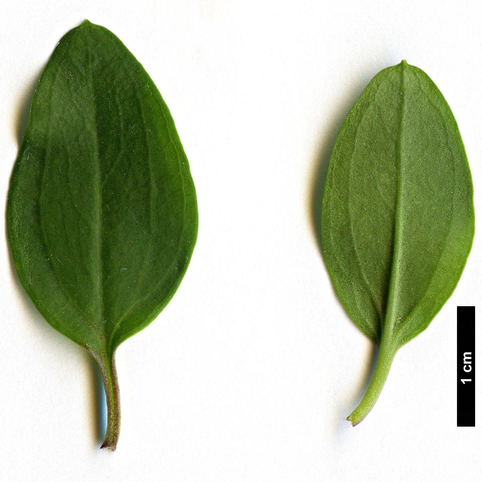 High resolution image: Family: Plantaginaceae - Genus: Gambelia - Taxon: speciosa