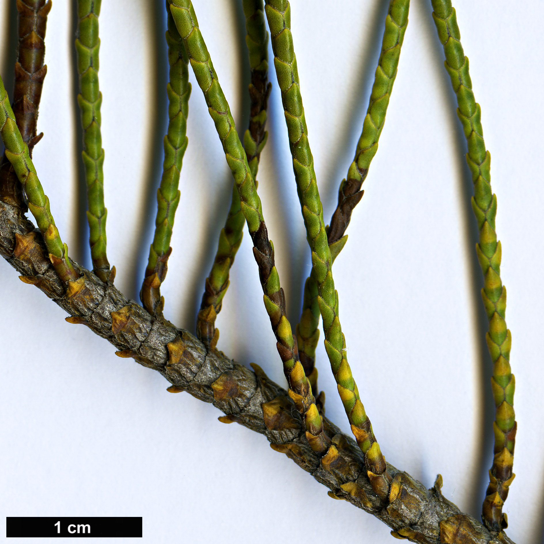 High resolution image: Family: Plantaginaceae - Genus: Hebe - Taxon: hectorii