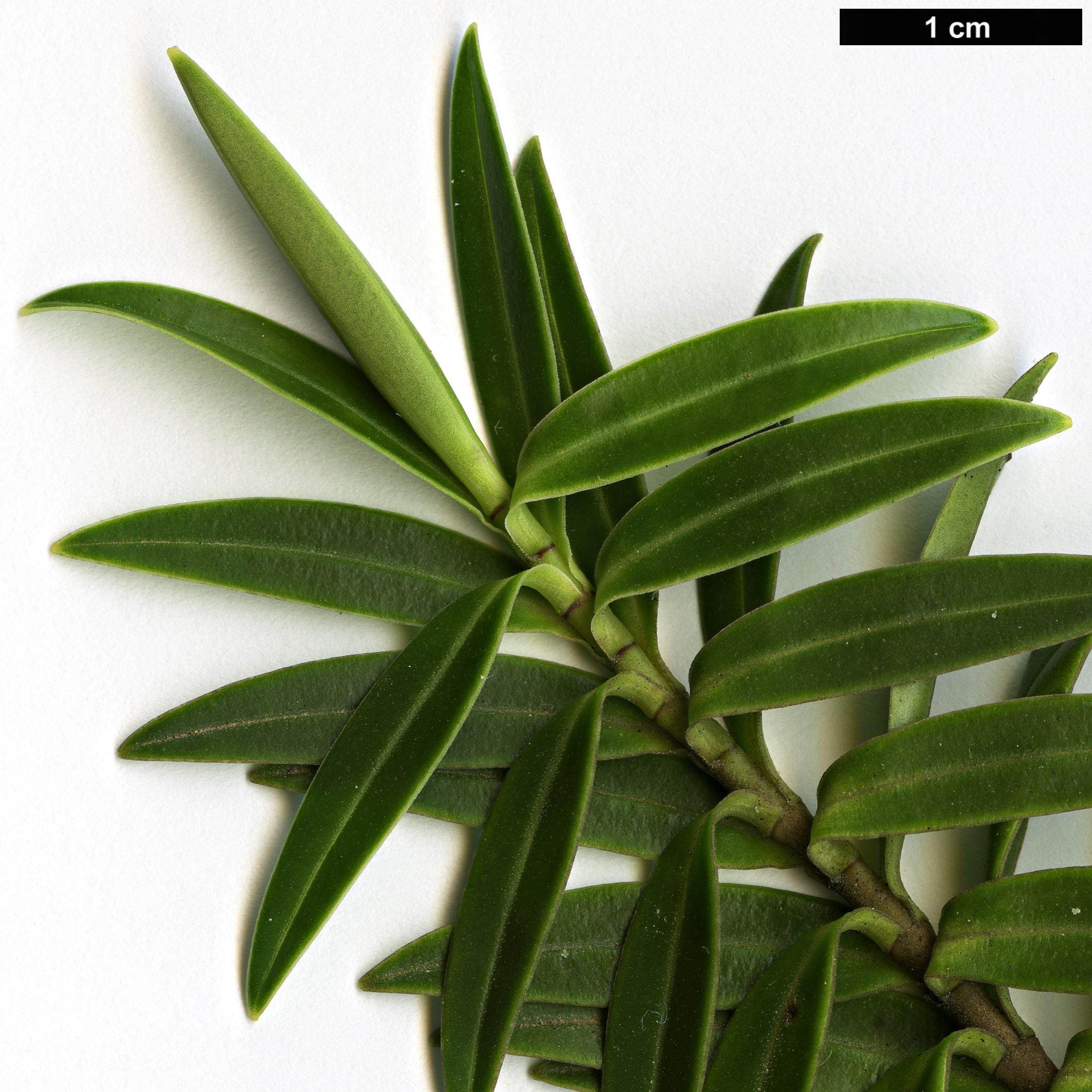 High resolution image: Family: Plantaginaceae - Genus: Hebe - Taxon: parviflora - SpeciesSub: ’Holdsworth’