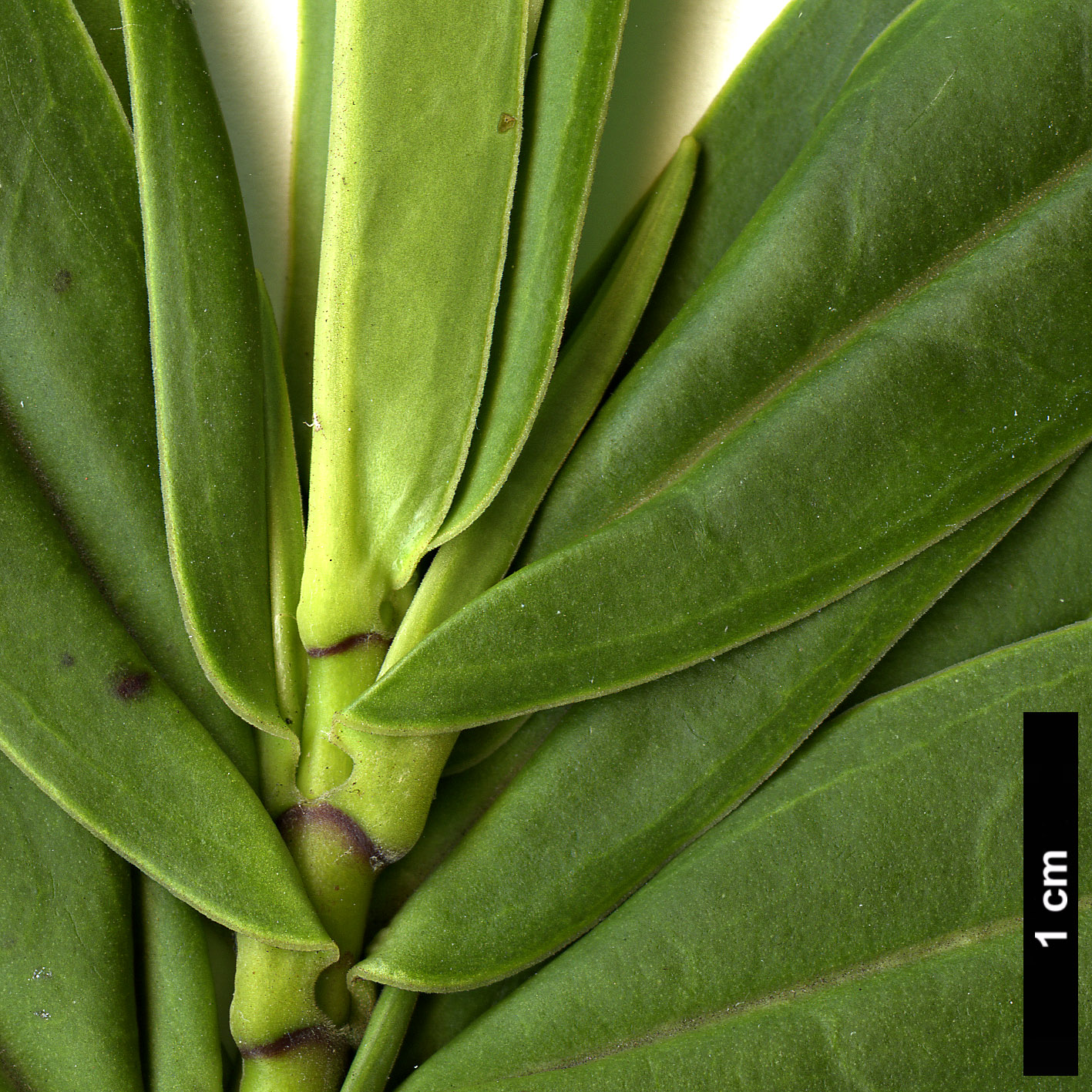 High resolution image: Family: Plantaginaceae - Genus: Hebe - Taxon: salicifolia