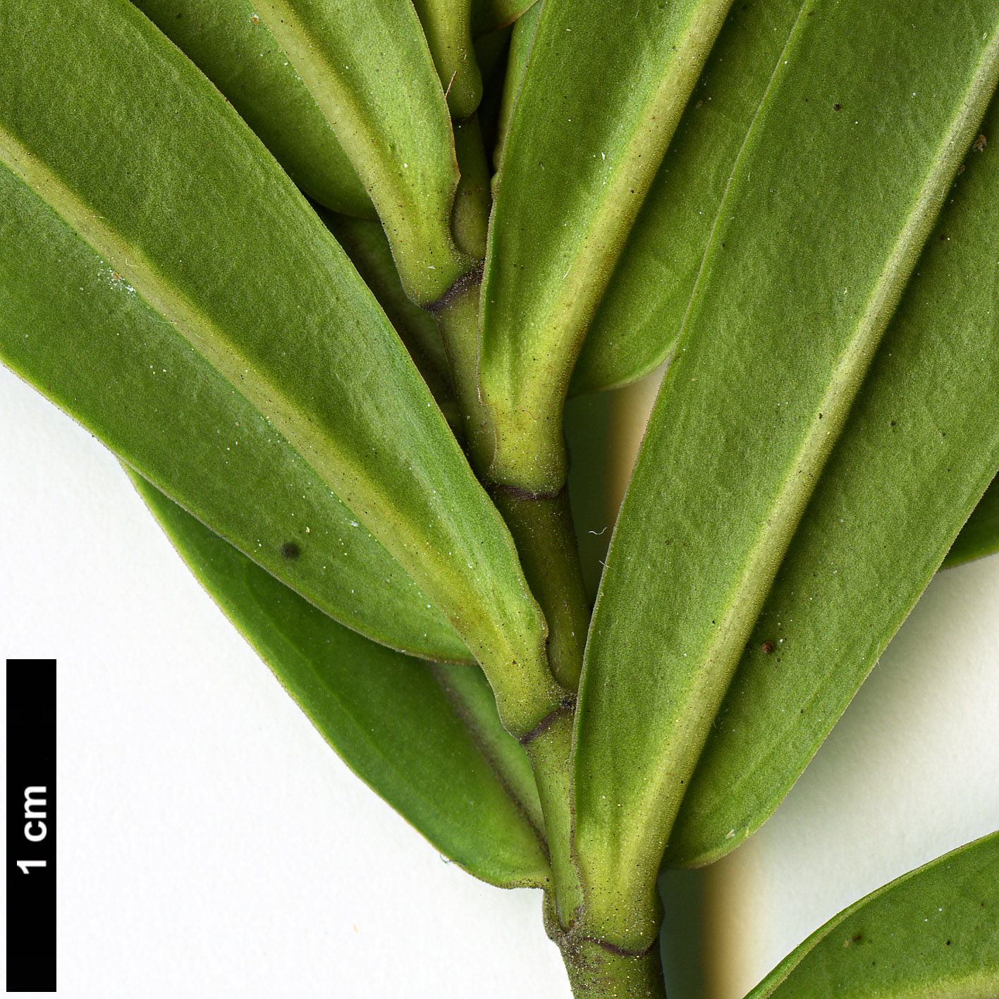 High resolution image: Family: Plantaginaceae - Genus: Hebe - Taxon: salicifolia