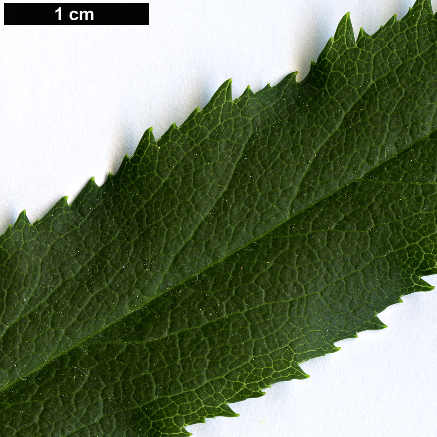 High resolution image: Family: Plantaginaceae - Genus: Isoplexis - Taxon: canariensis