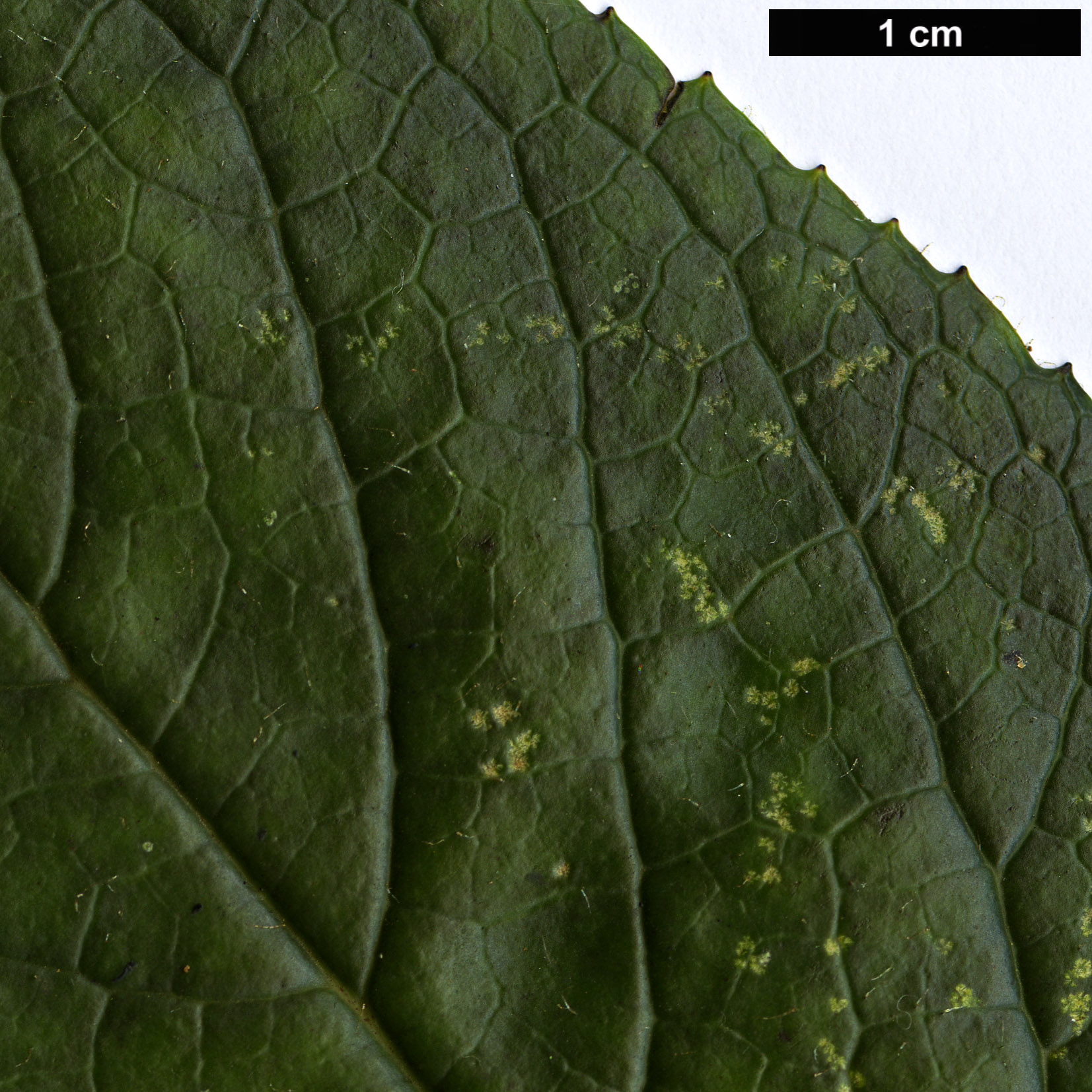 High resolution image: Family: Plantaginaceae - Genus: Isoplexis - Taxon: sceptrum