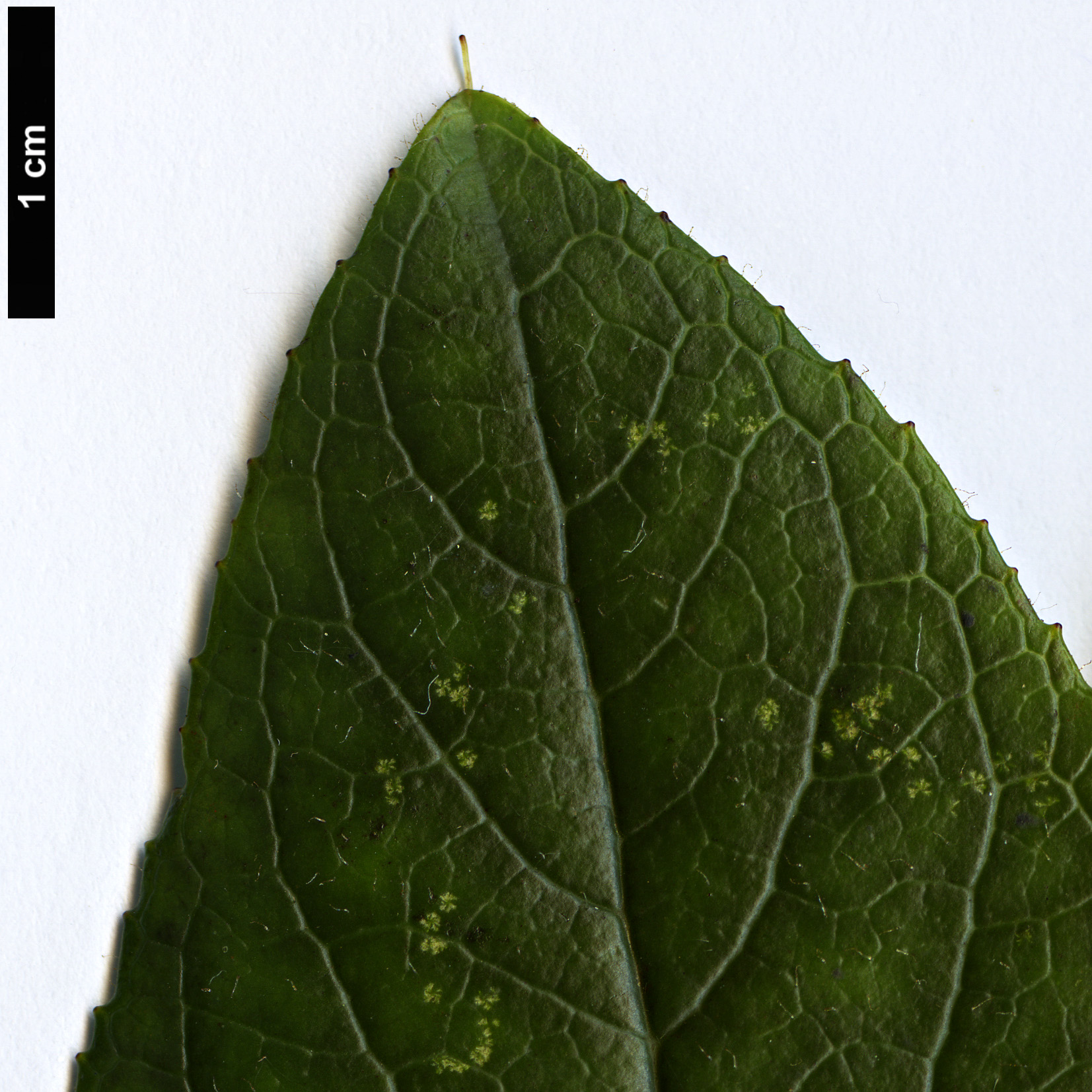 High resolution image: Family: Plantaginaceae - Genus: Isoplexis - Taxon: sceptrum