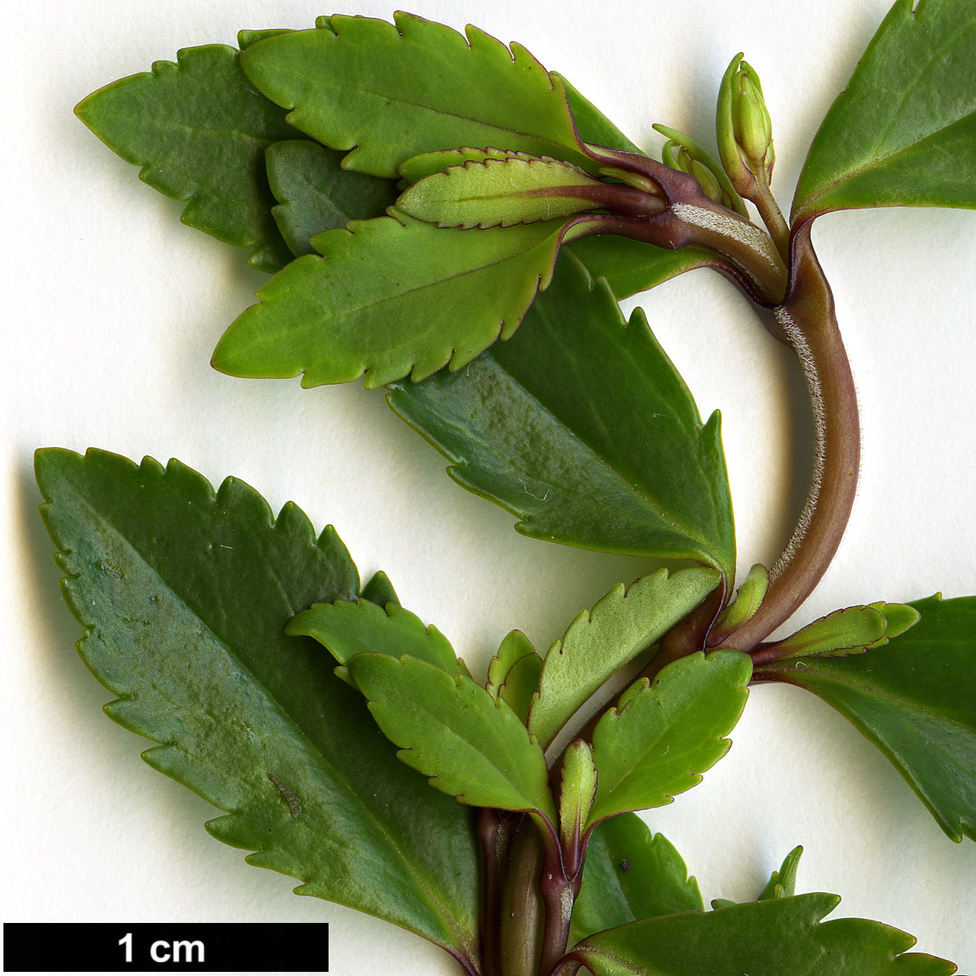 High resolution image: Family: Plantaginaceae - Genus: Parahebe - Taxon: cattaractae