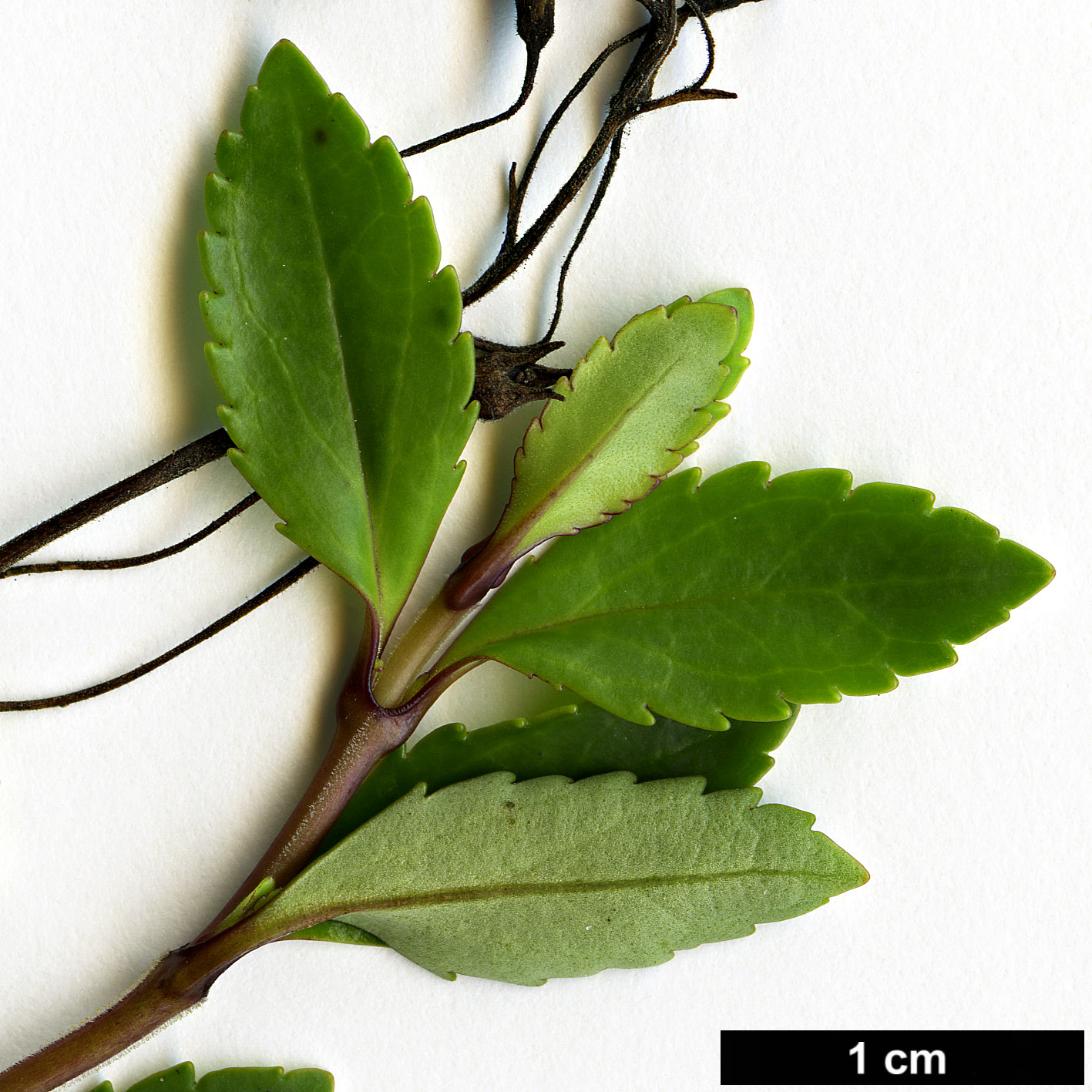 High resolution image: Family: Plantaginaceae - Genus: Parahebe - Taxon: cattaractae