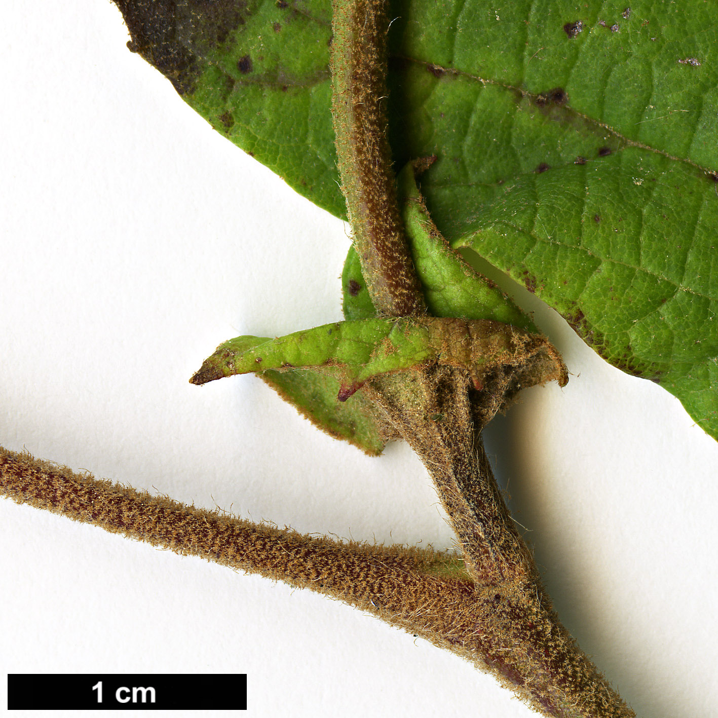 High resolution image: Family: Platanaceae - Genus: Platanus - Taxon: mexicana