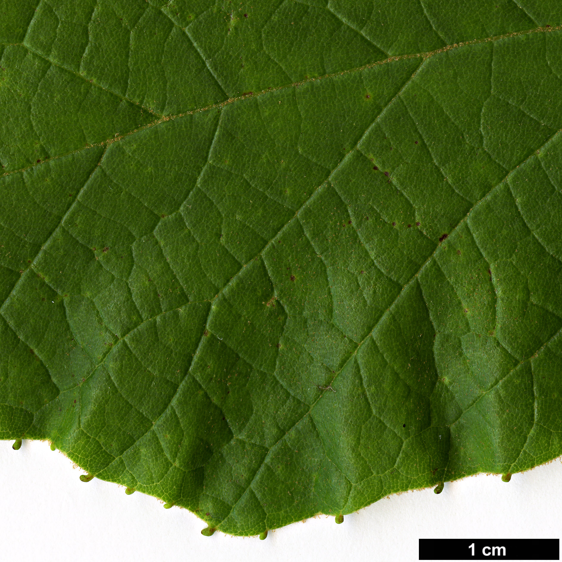 High resolution image: Family: Platanaceae - Genus: Platanus - Taxon: mexicana