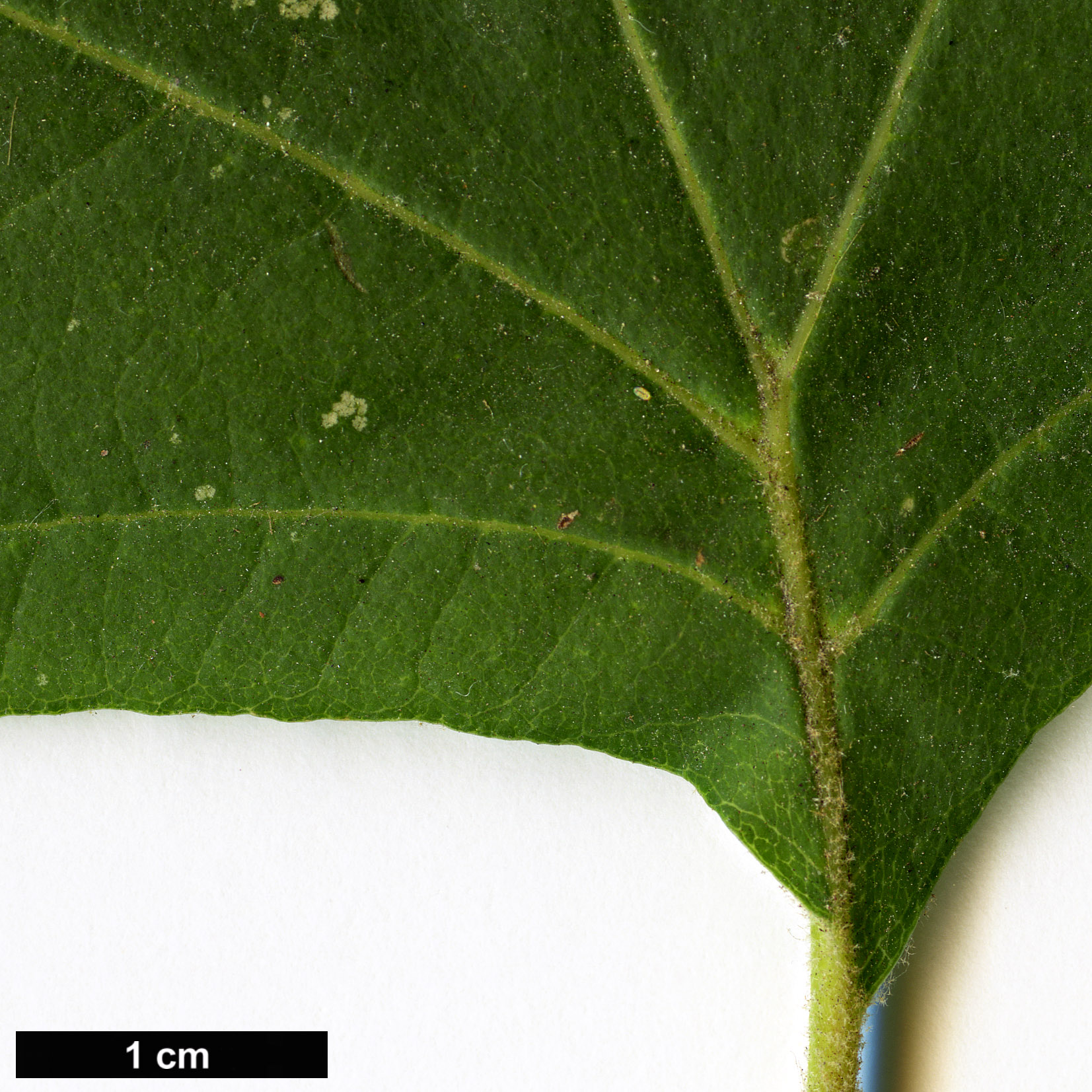 High resolution image: Family: Platanaceae - Genus: Platanus - Taxon: orientalis