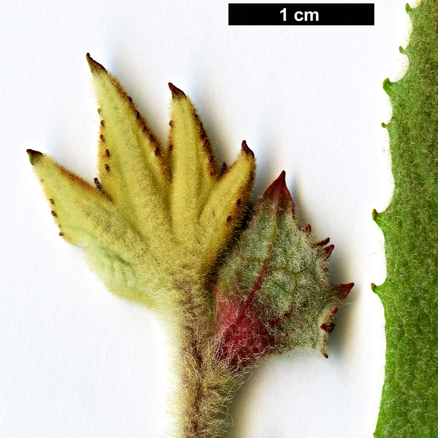 High resolution image: Family: Platanaceae - Genus: Platanus - Taxon: racemosa