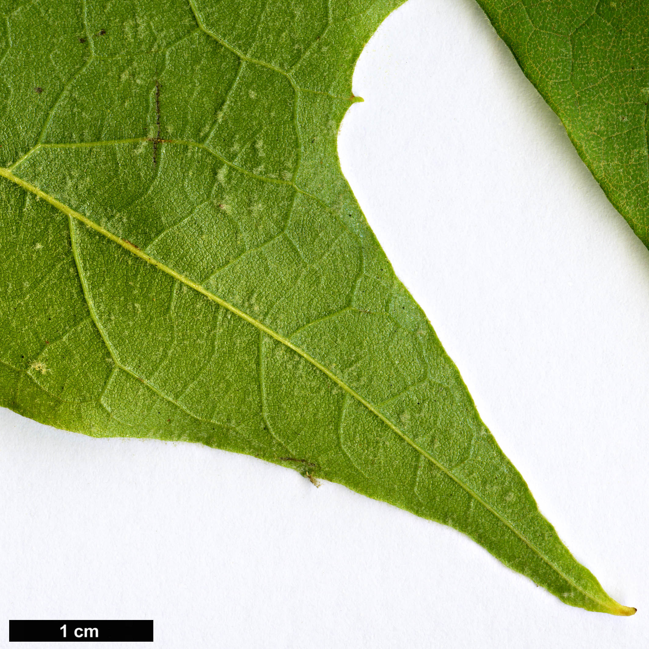 High resolution image: Family: Platanaceae - Genus: Platanus - Taxon: wrightii