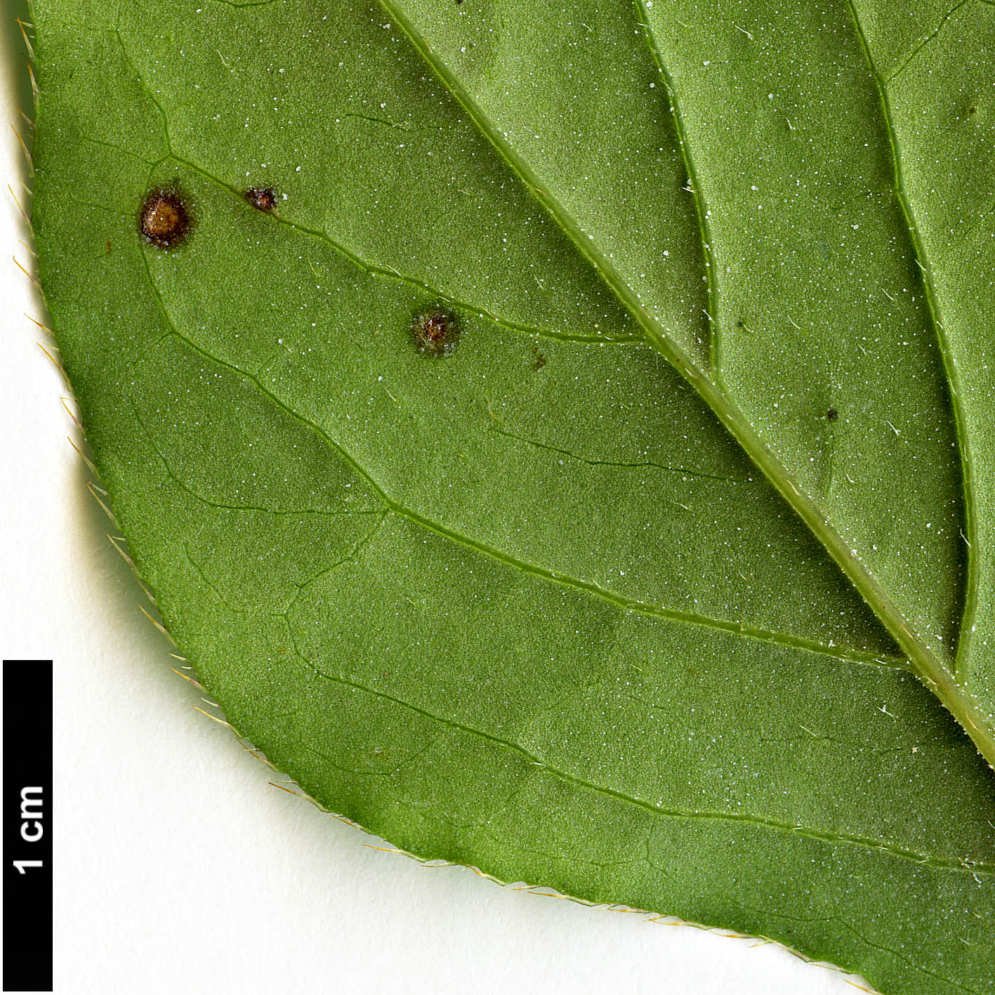 High resolution image: Family: Plumbaginaceae - Genus: Ceratostigma - Taxon: plumbaginoides