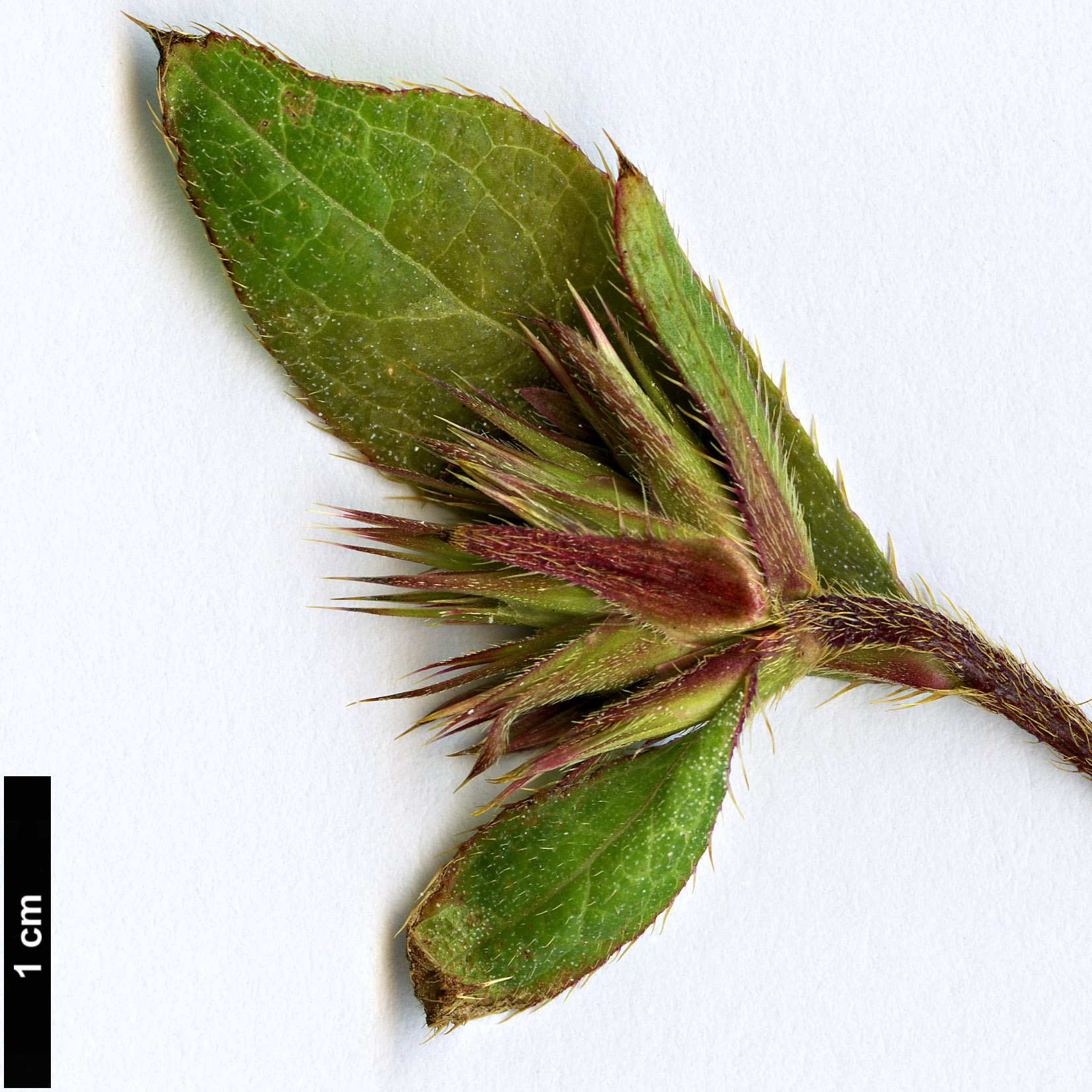 High resolution image: Family: Plumbaginaceae - Genus: Ceratostigma - Taxon: willmottianum