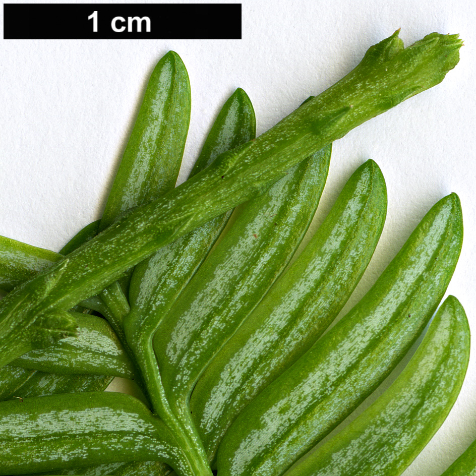 High resolution image: Family: Podocarpaceae - Genus: Acmopyle - Taxon: sahniana