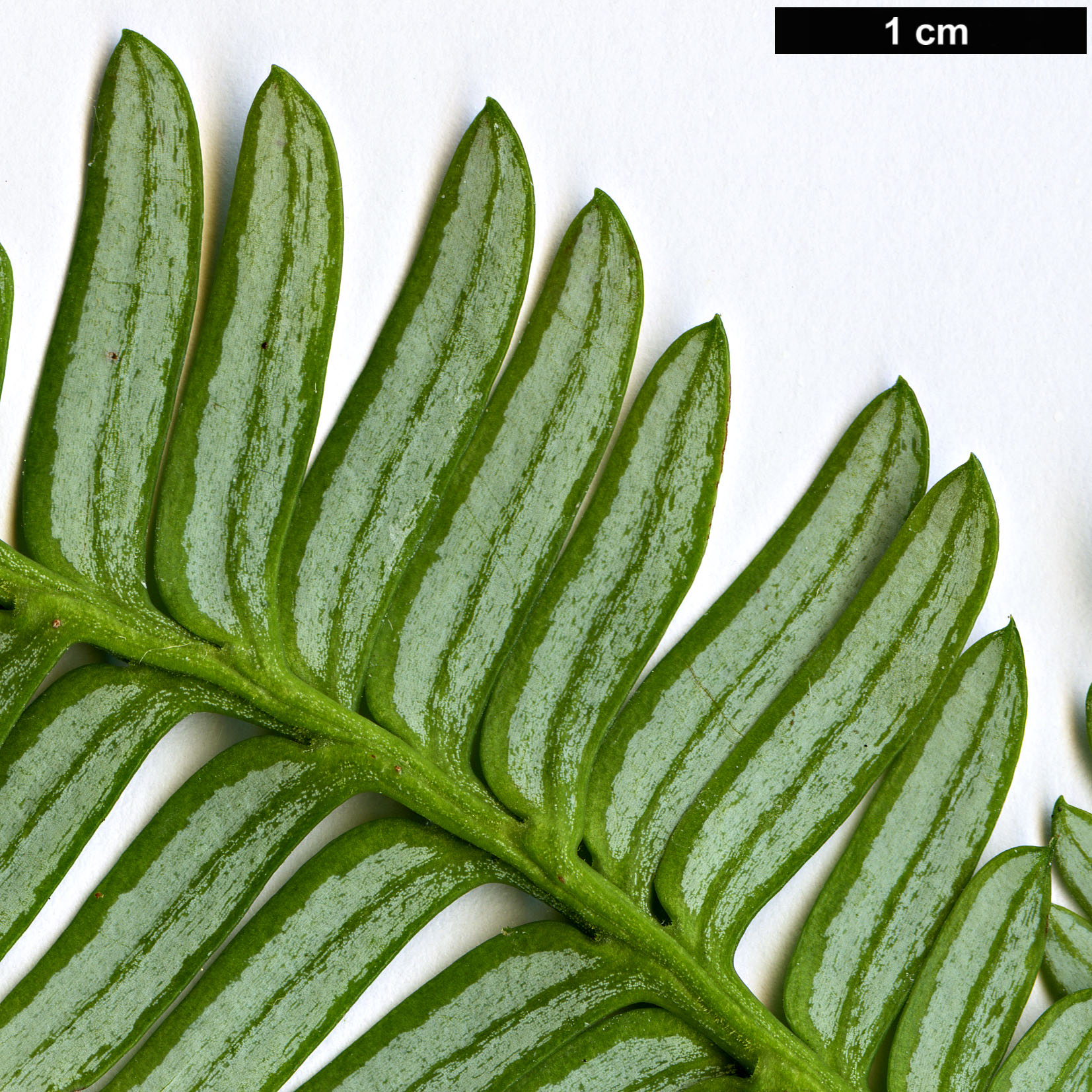 High resolution image: Family: Podocarpaceae - Genus: Acmopyle - Taxon: sahniana
