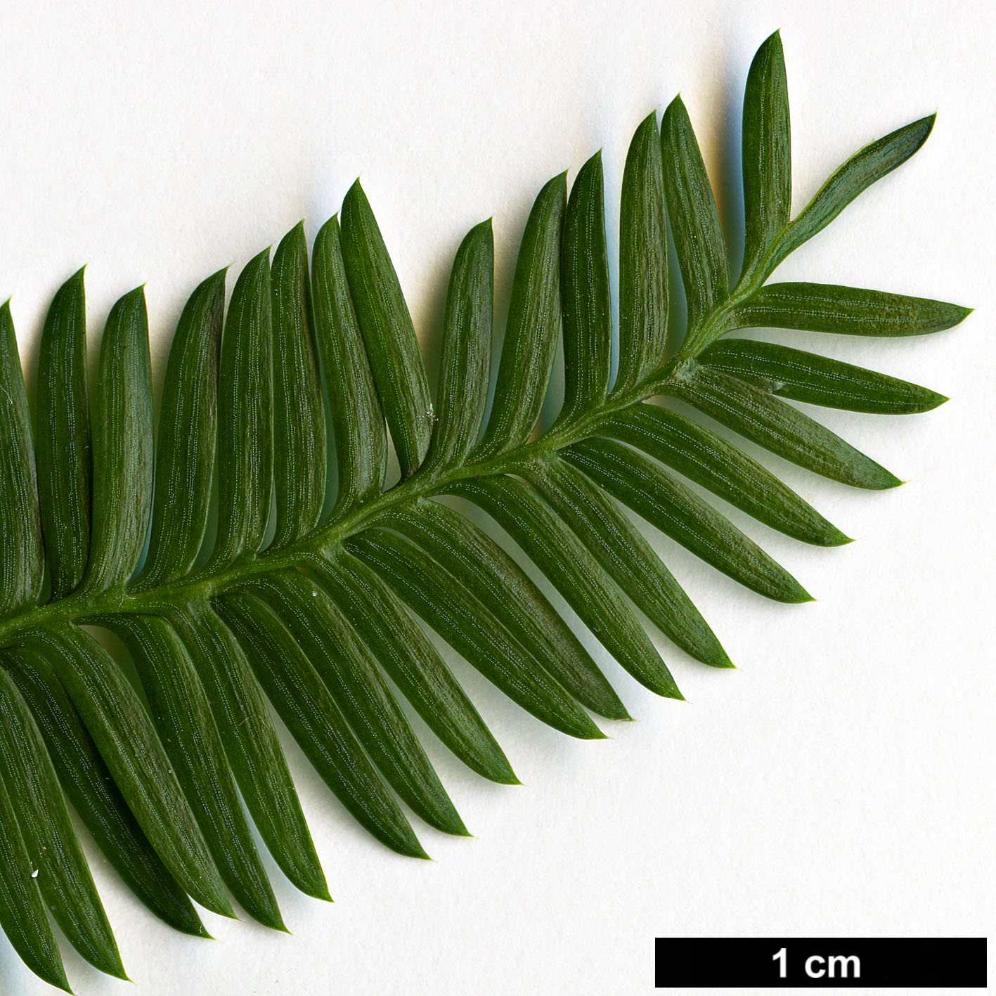 High resolution image: Family: Podocarpaceae - Genus: Dacrycarpus - Taxon: imbricatus